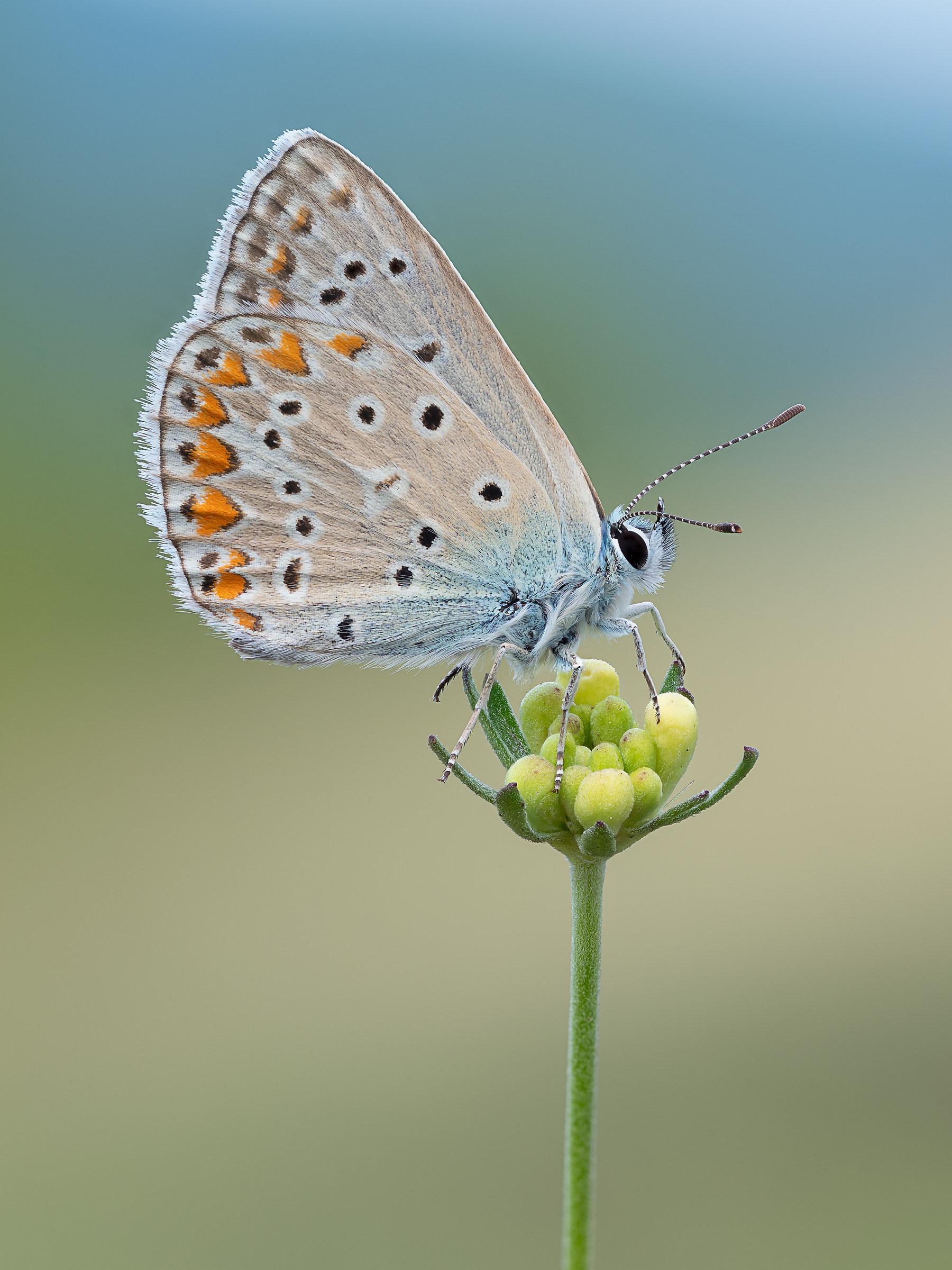 Bellargus Thersites