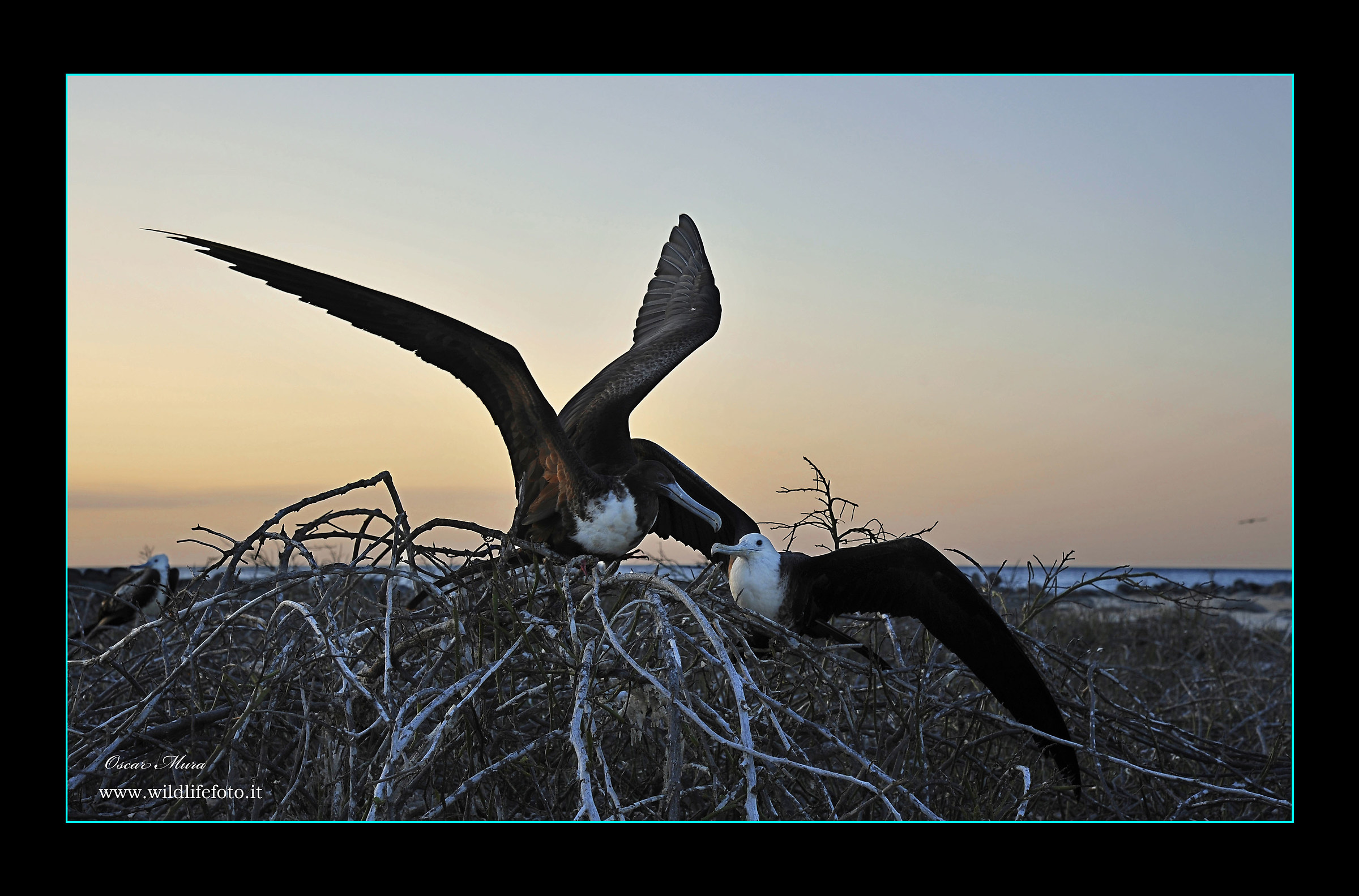 Fregata Great Frigatebird