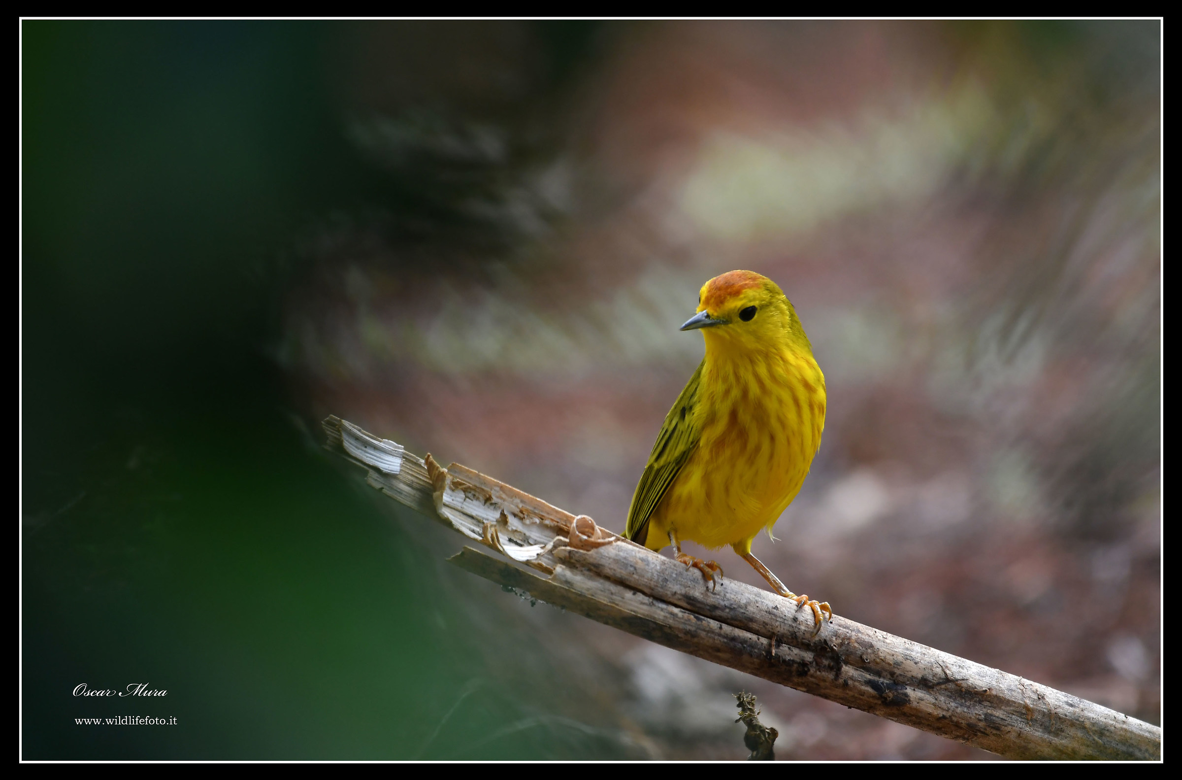 Yellow Warble -Setophaga petichia-