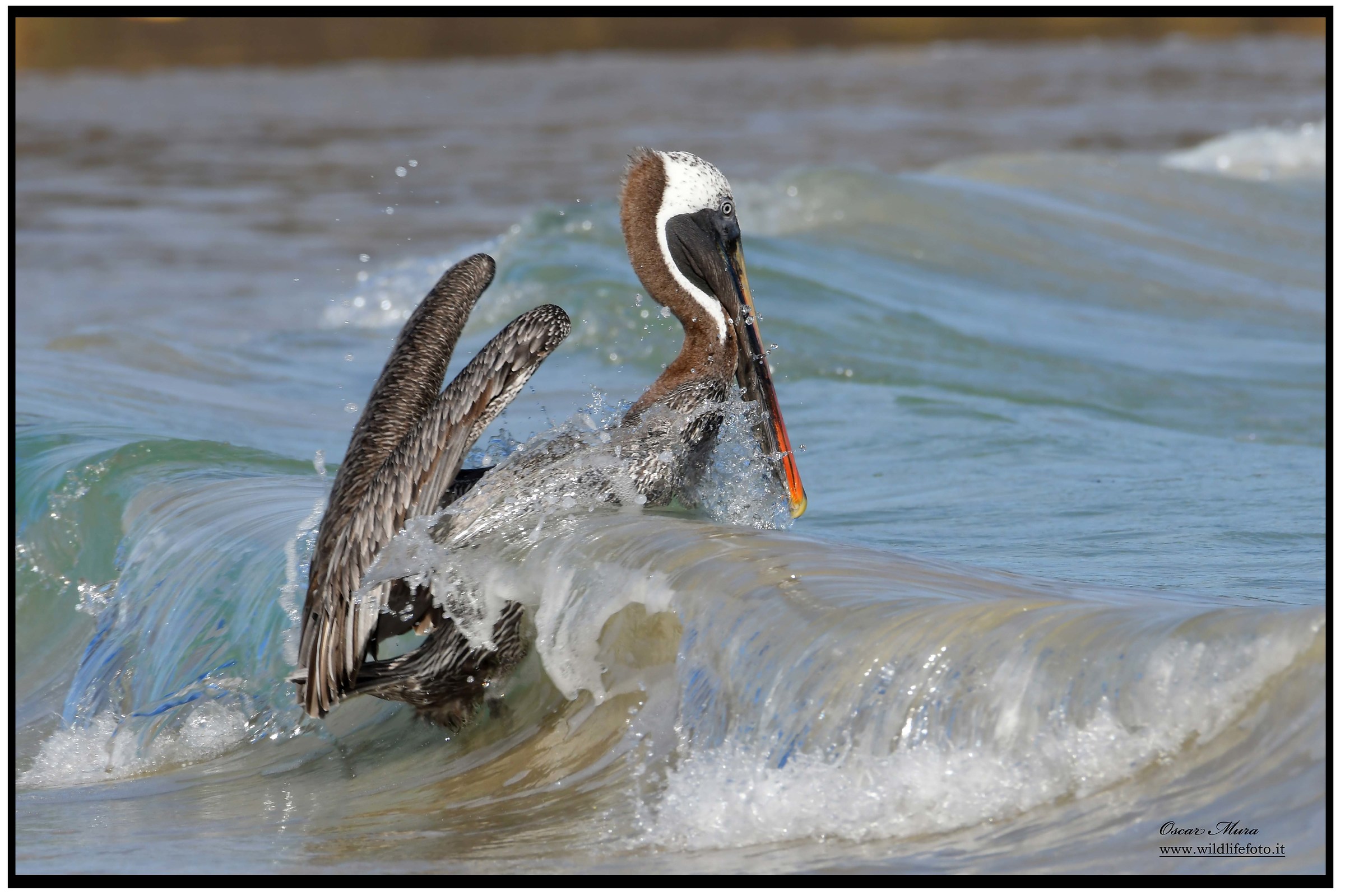 Brown Pelican