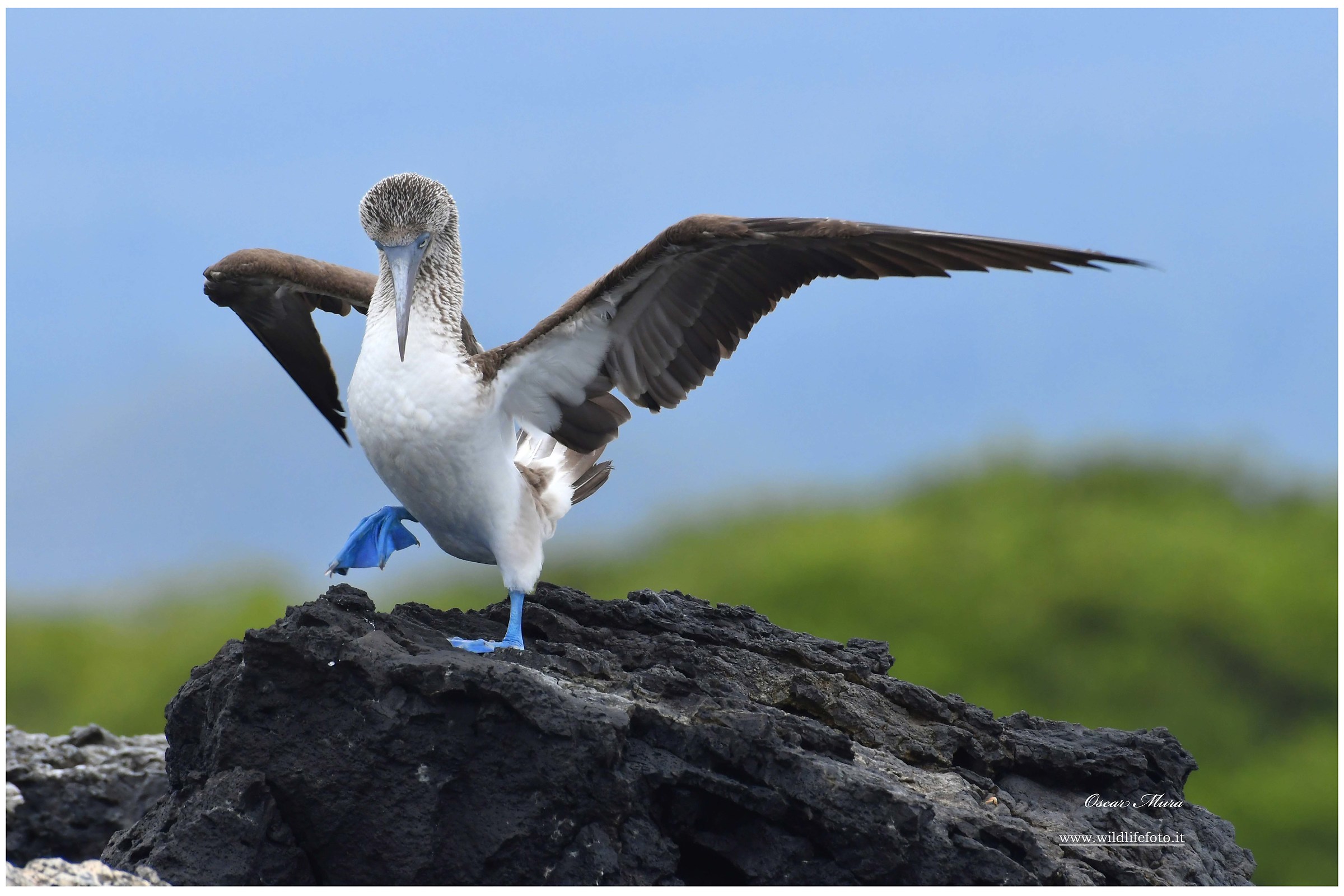 Blue footed booby
