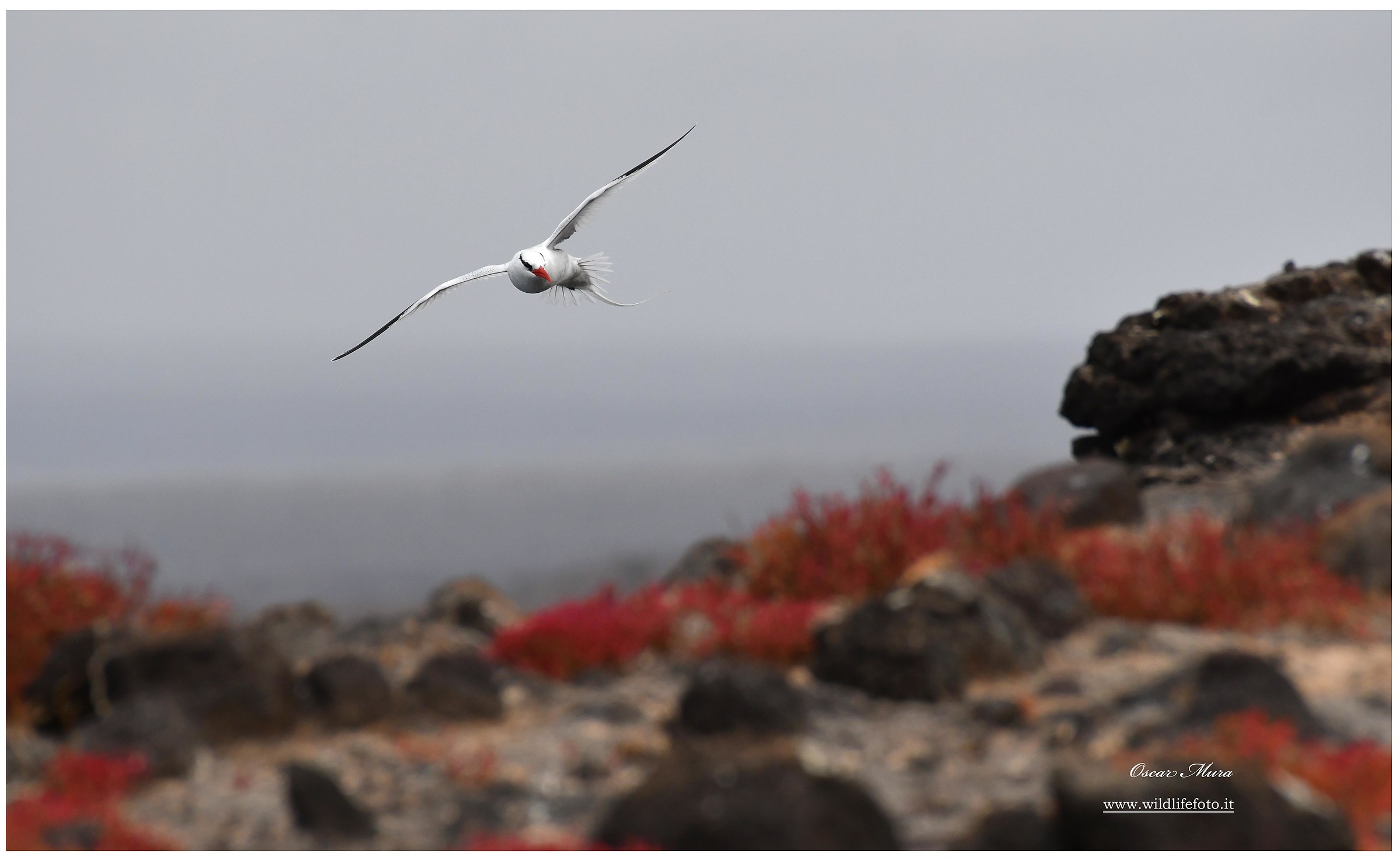 Red billed tropicbird