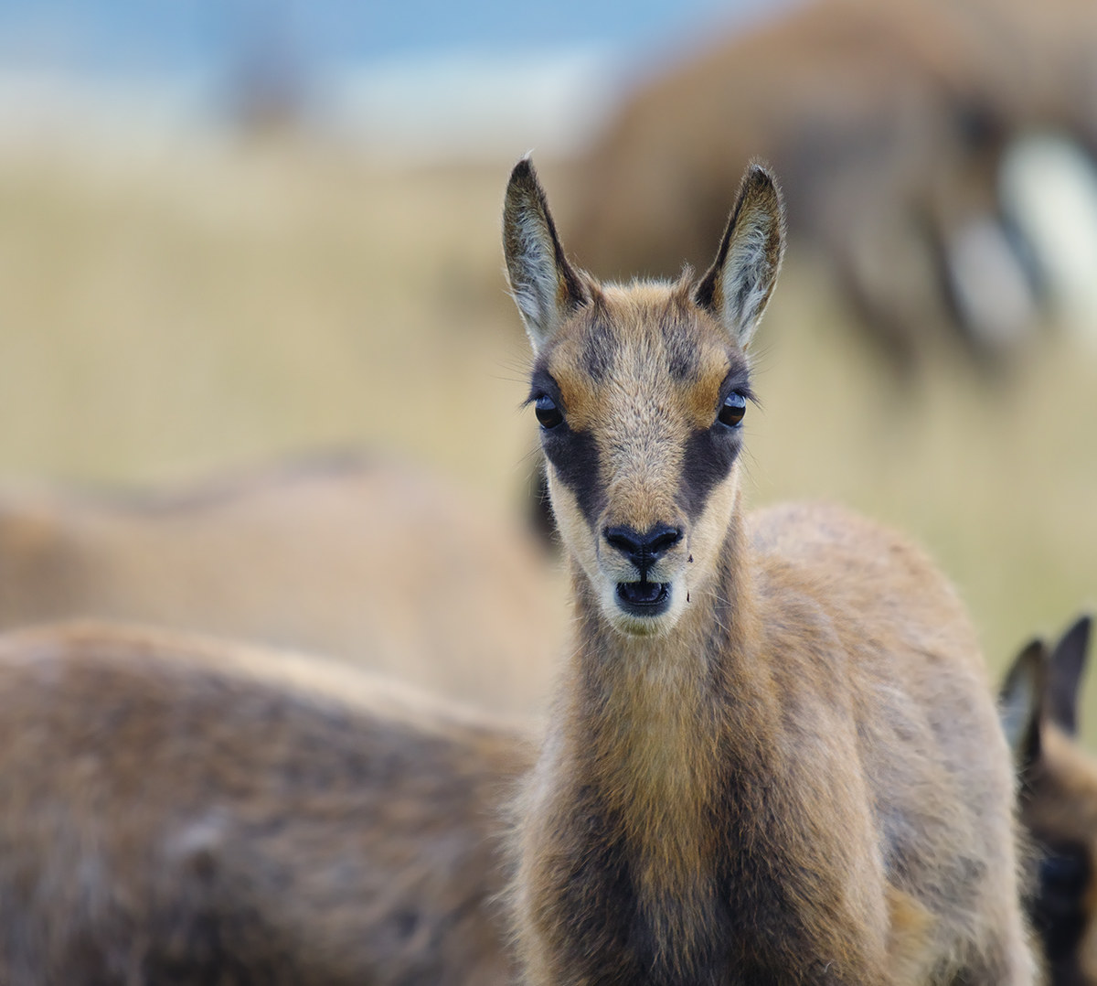 Abruzzo Chamois