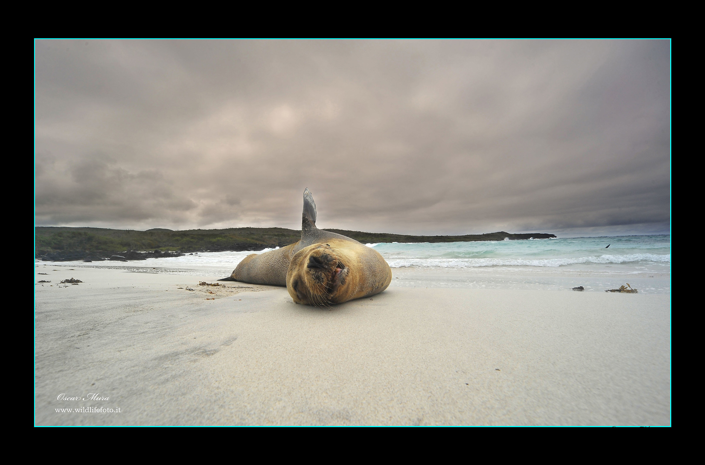 Leone Marino delle Galapagos