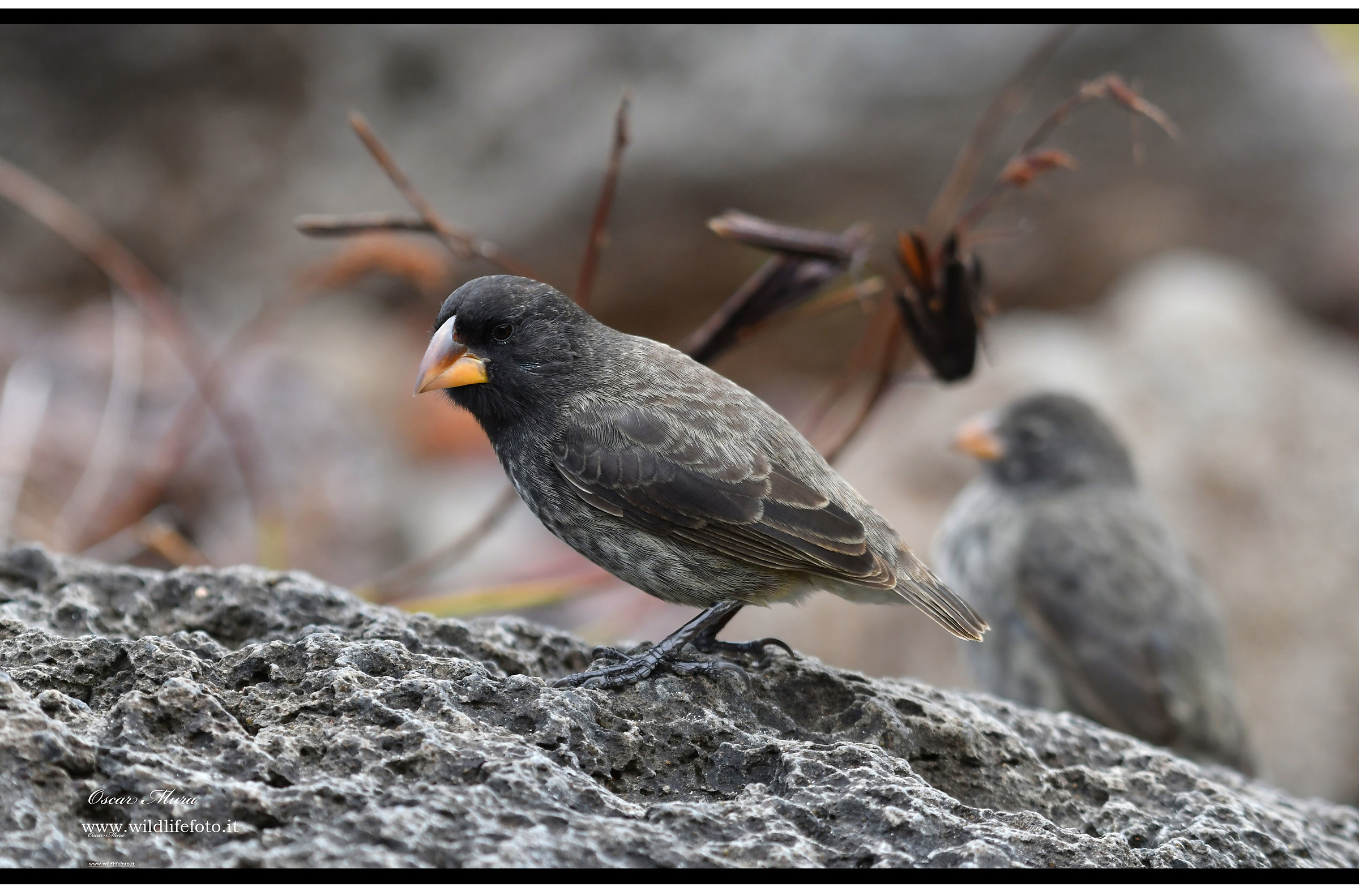 Darwin medium graund finch