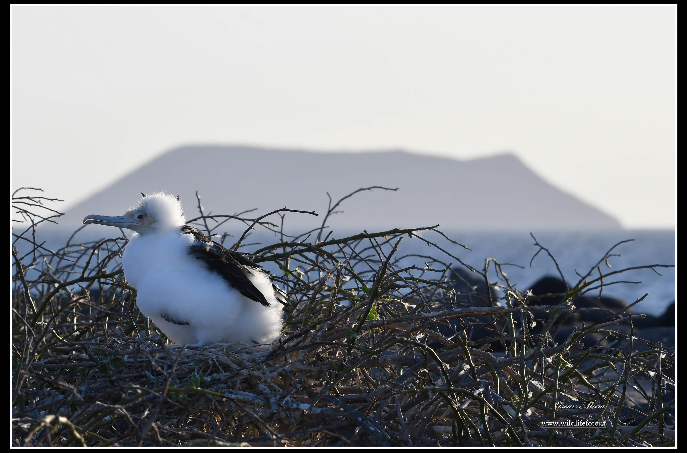 Fregata Great Frigatebird