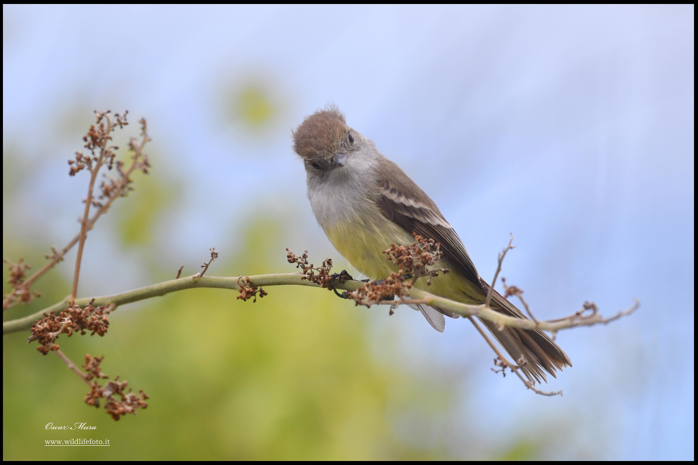 Galapagos flycatcher