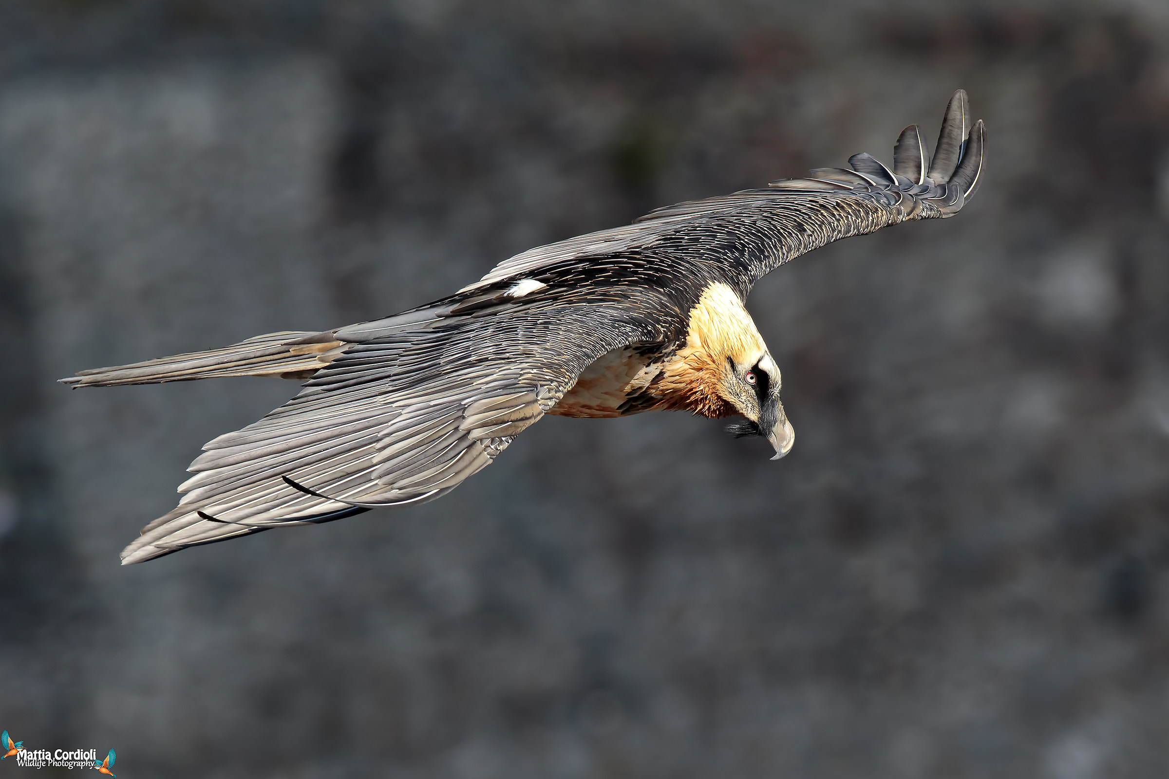 Bearded Vulture