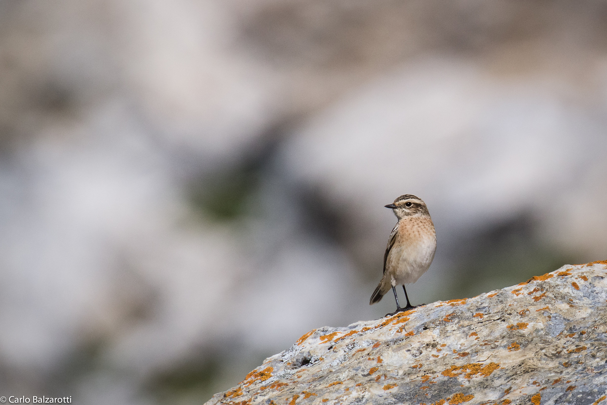 Wheatear