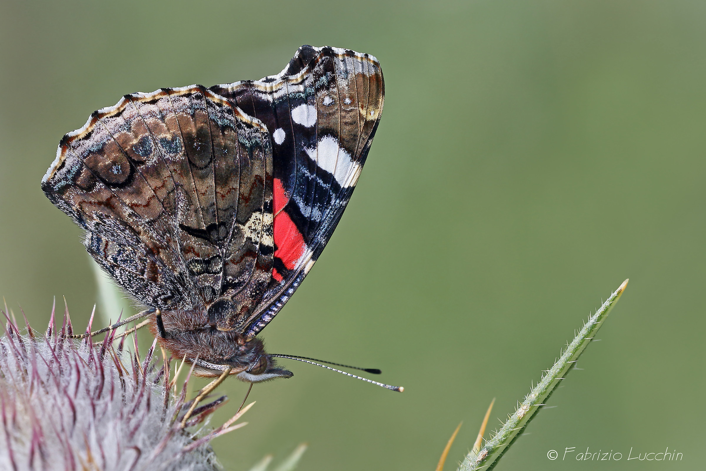 Vanessa atalanta