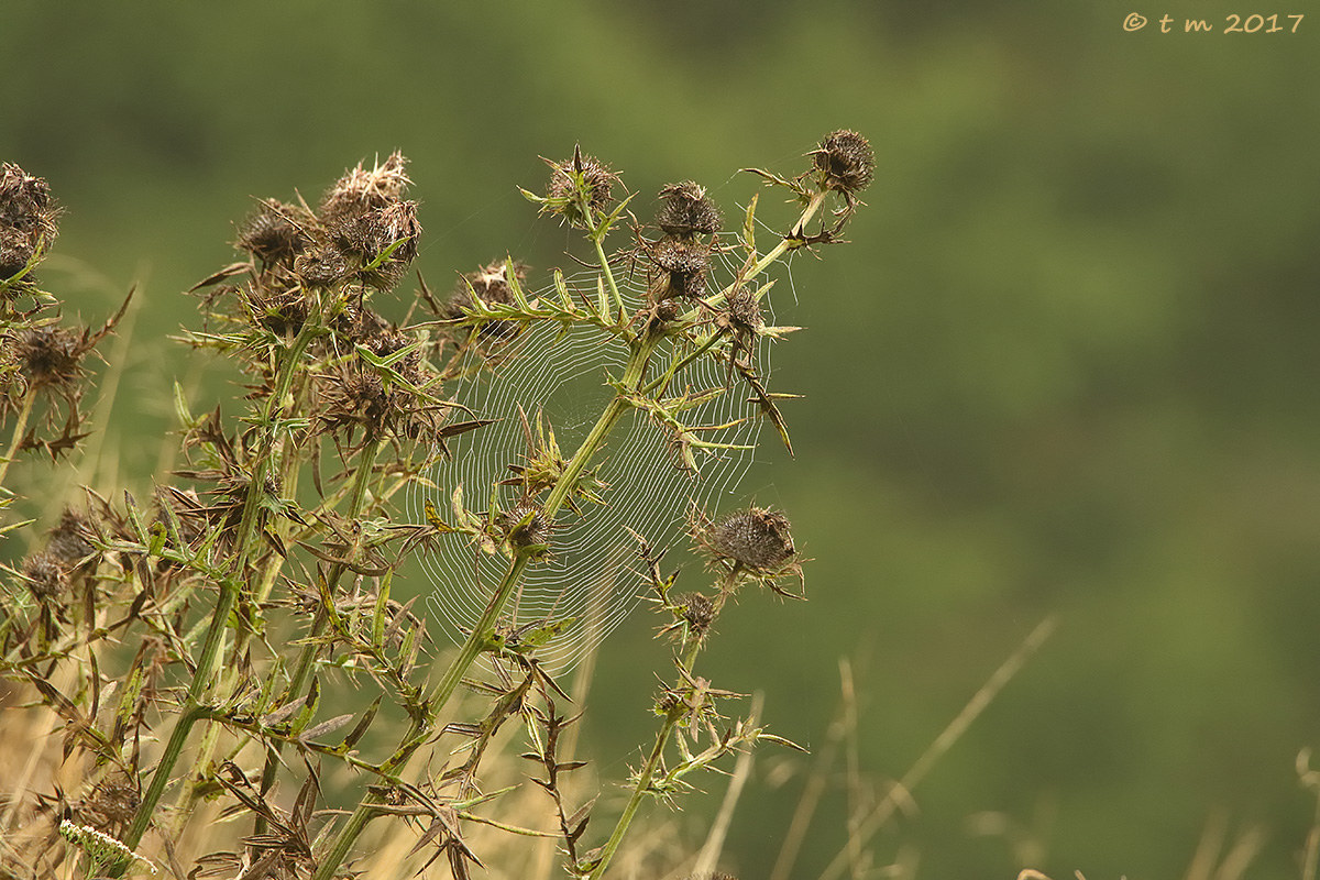 Thistles in the net