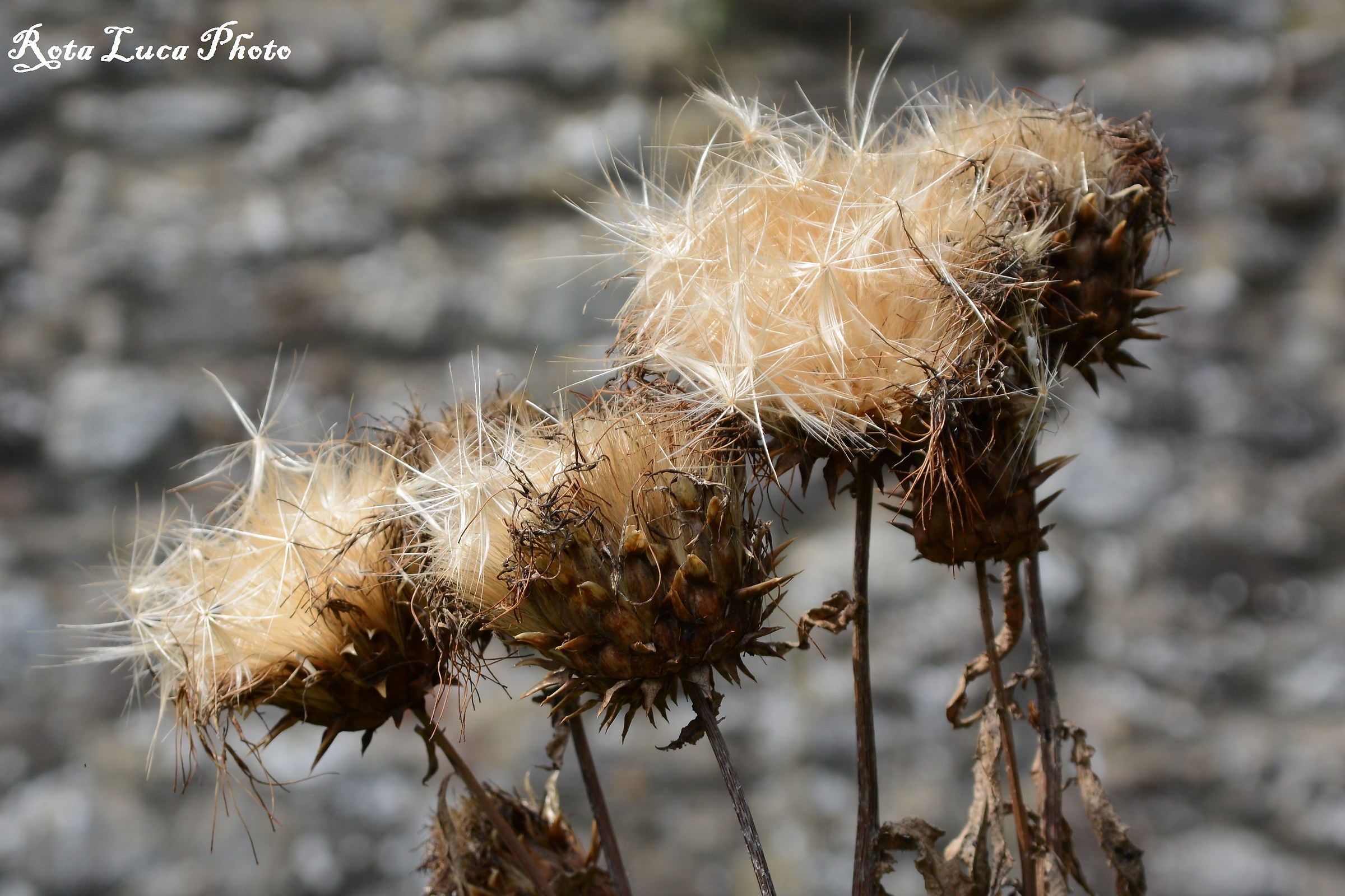 Natura...........Secca