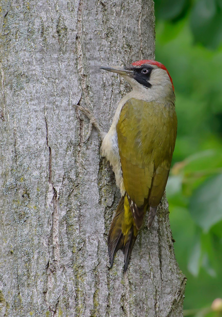 Green Woodpeckers