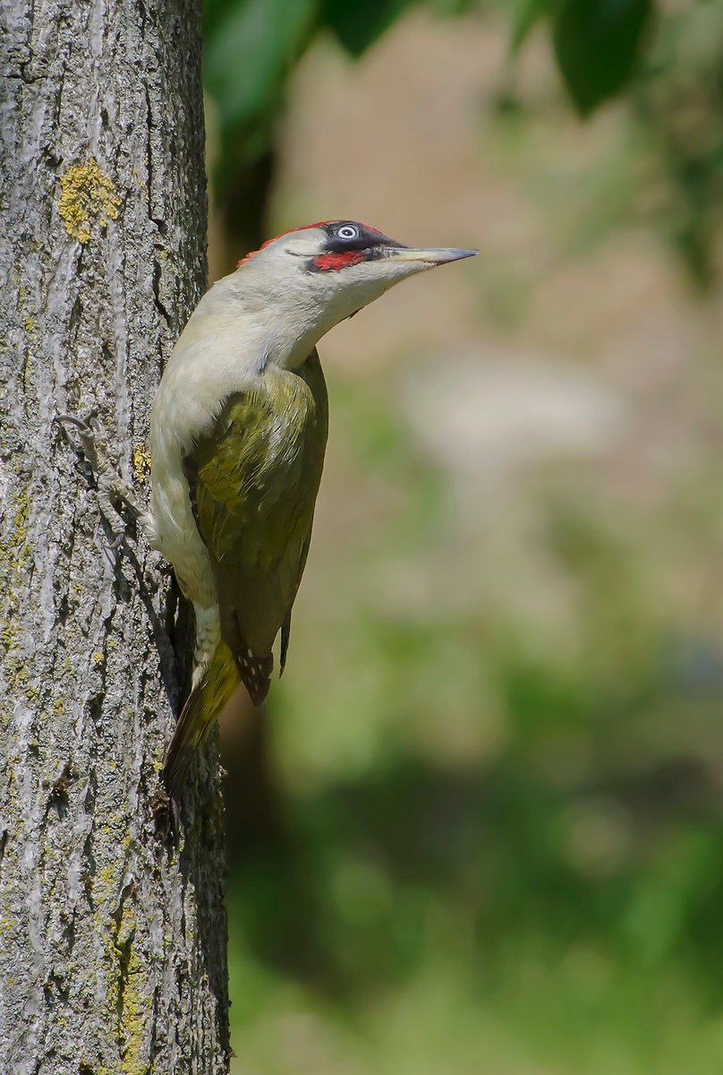 Green Woodpeckers