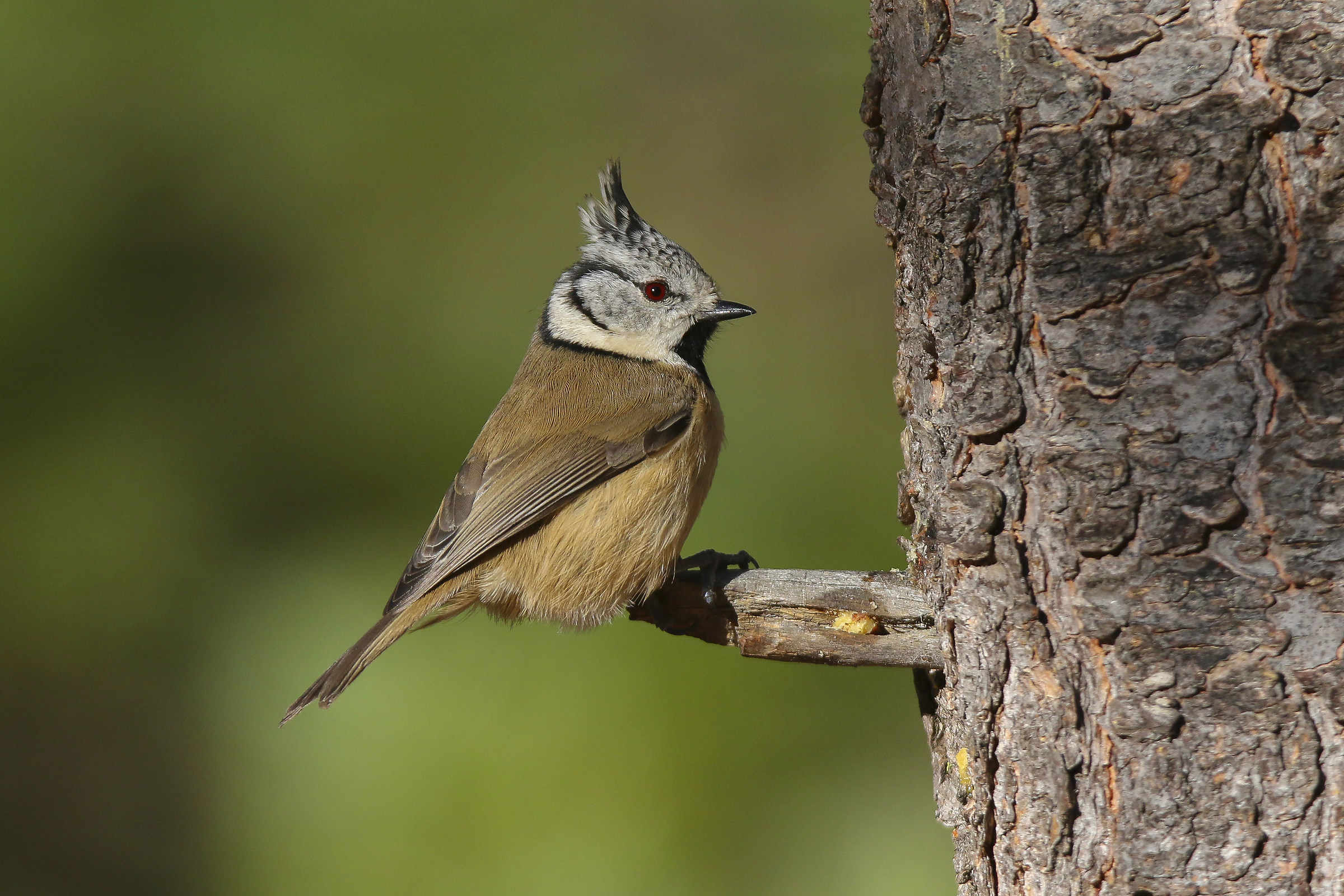 Cincia from the Tuam