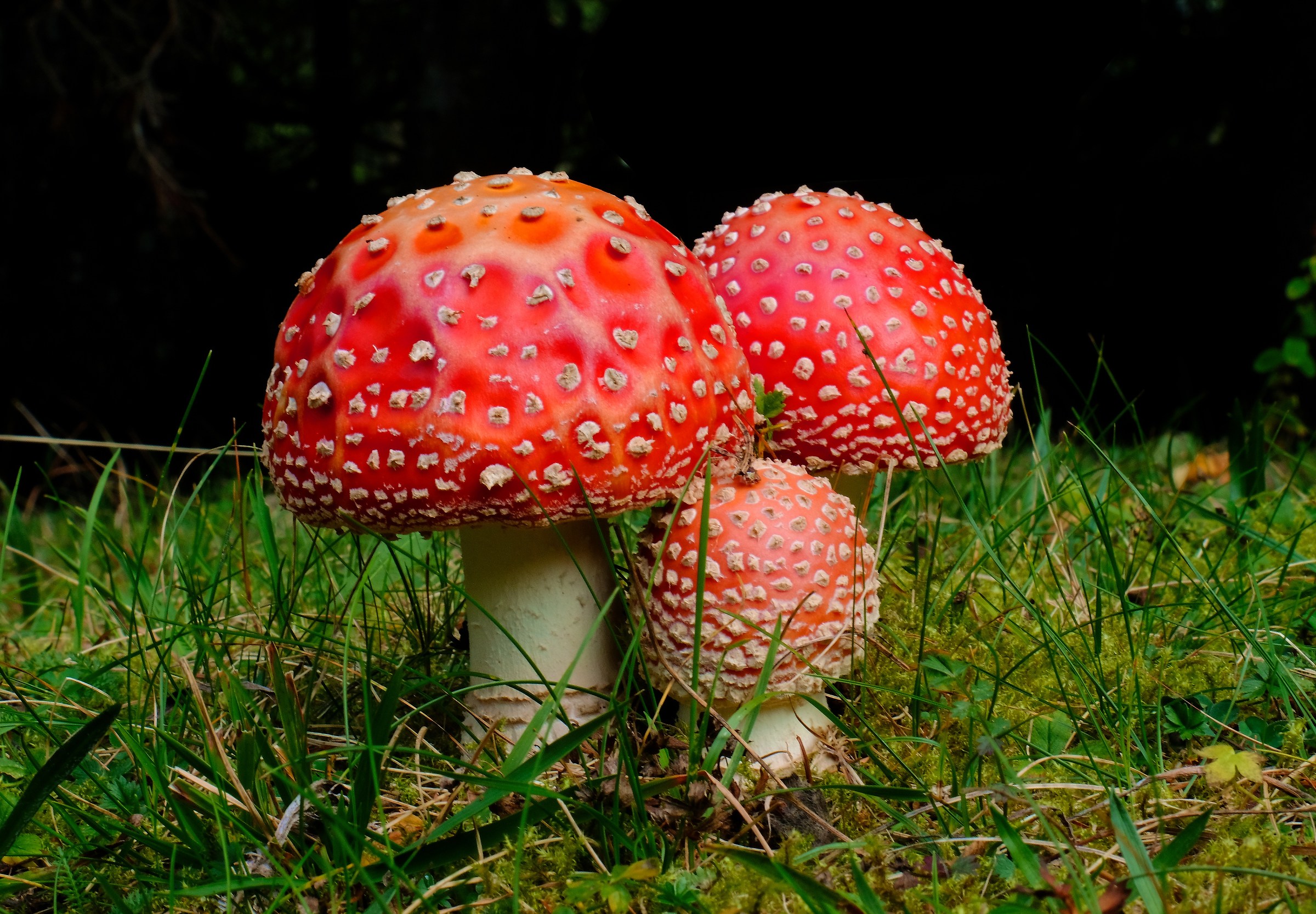 Amanita muscaria