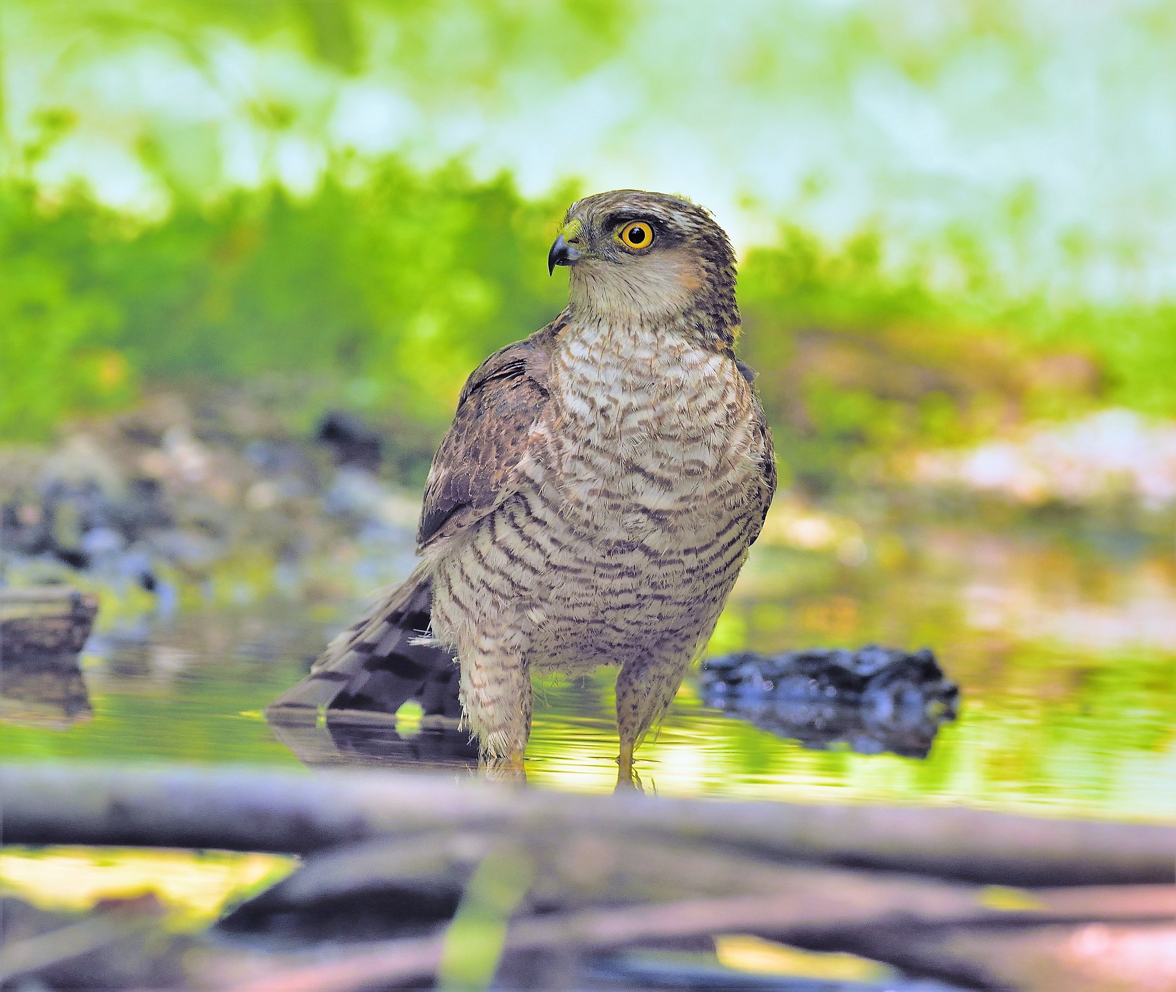 Sparviere.... female?