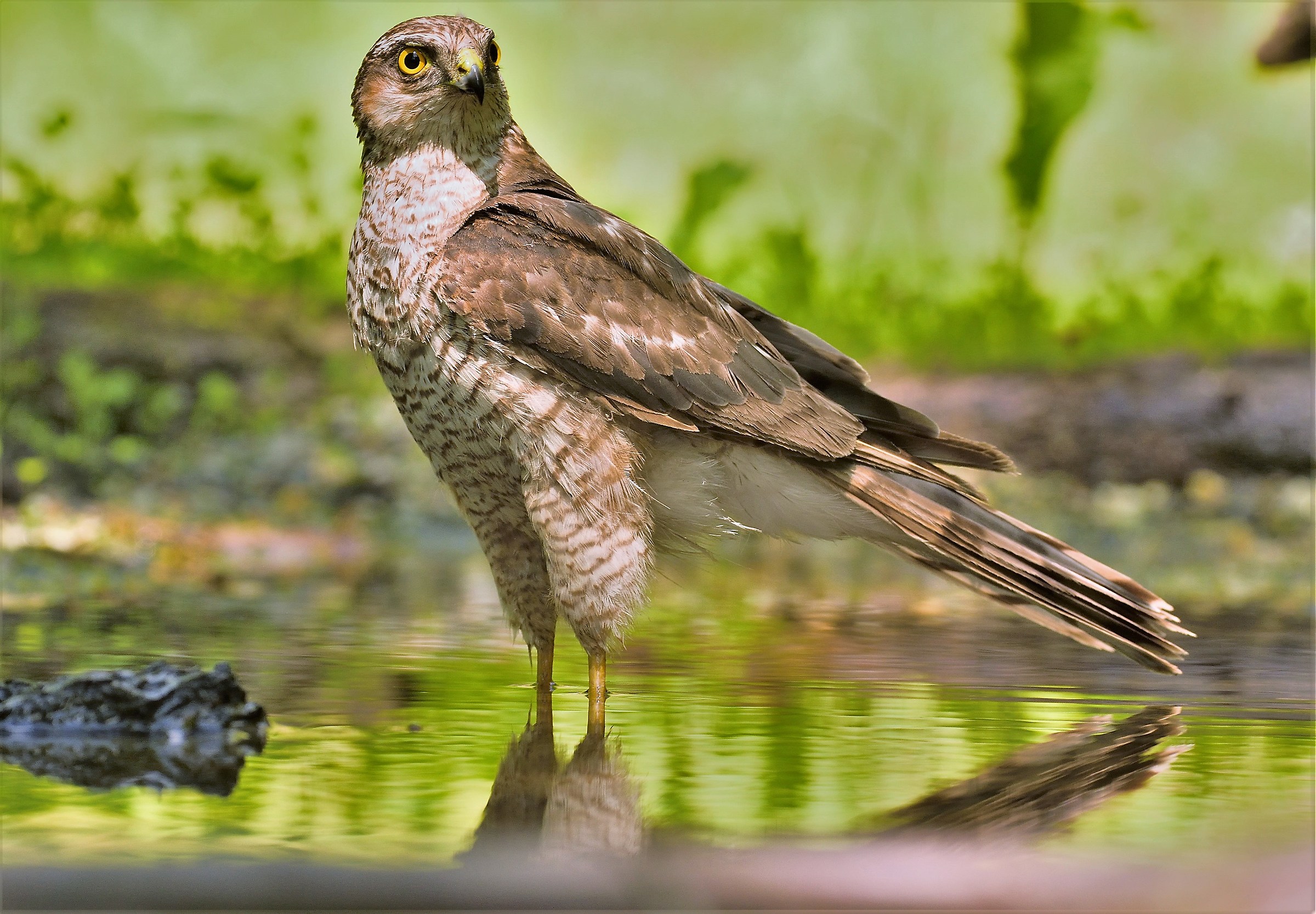 Sparviere.... female?