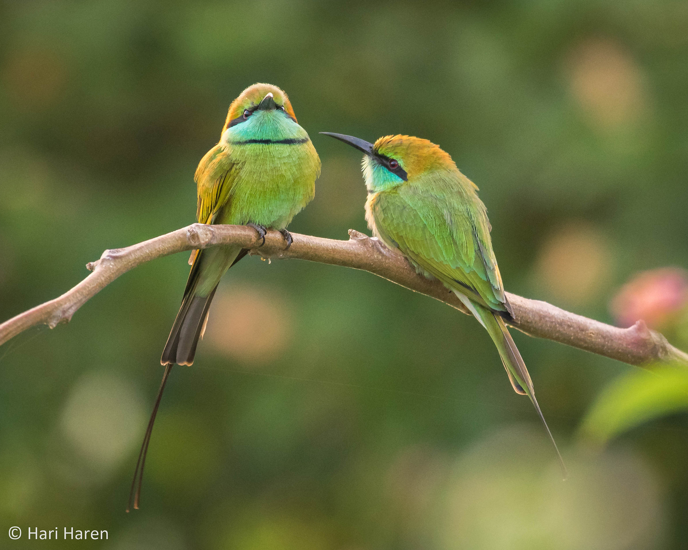 Green bee-eater