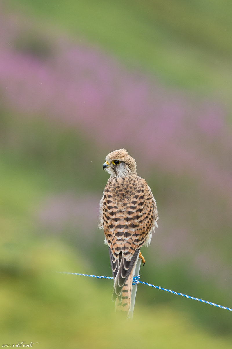 Lookout d ' Alpeggio