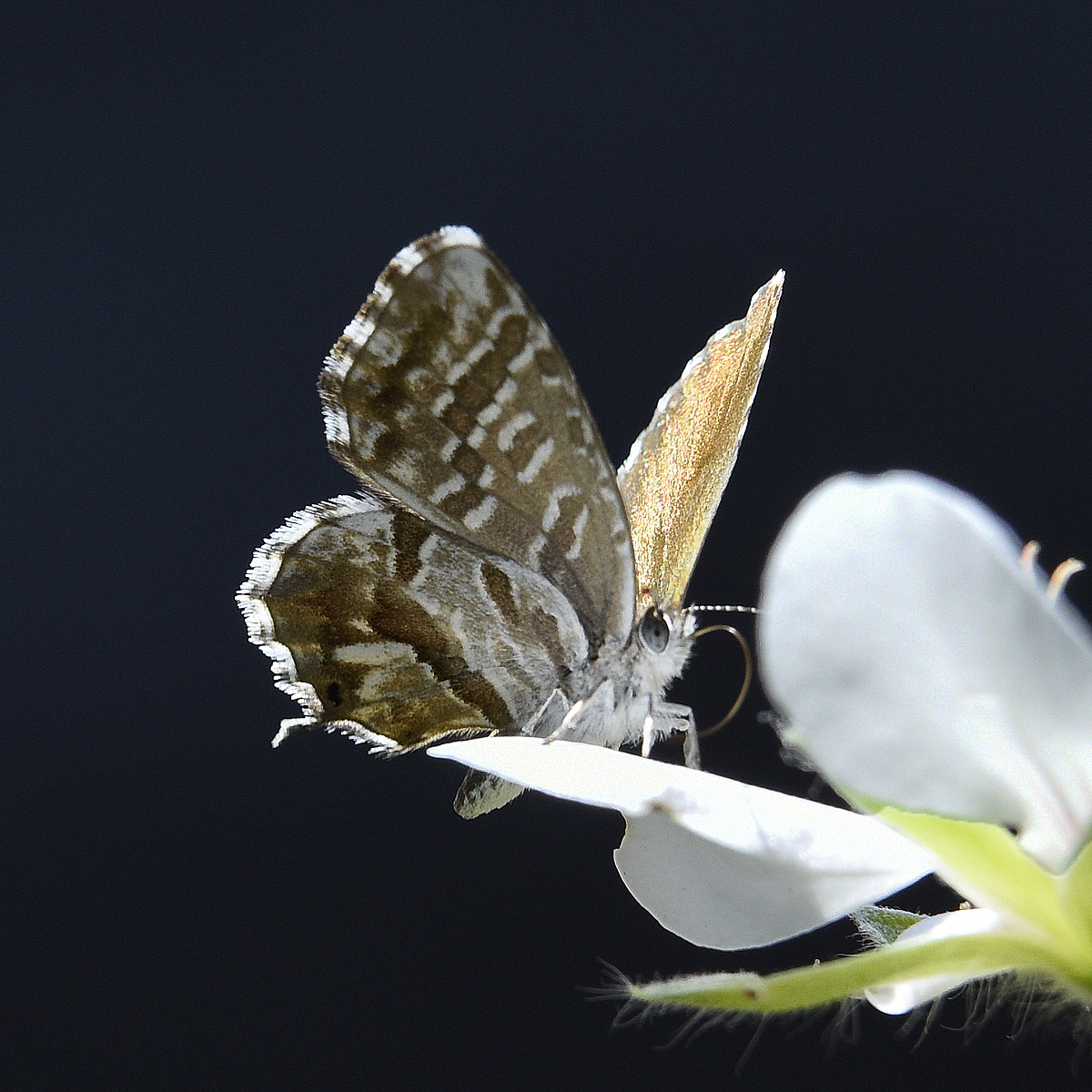 Cacyreus marshalli, Lycaenidae
