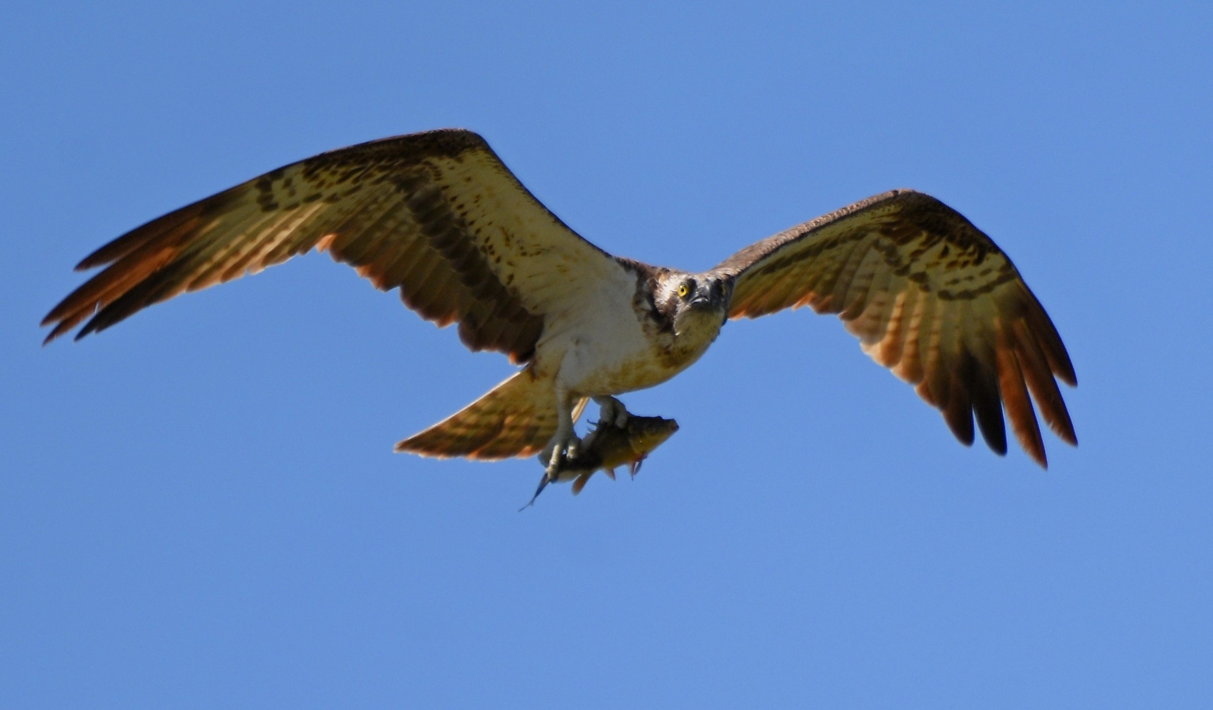 Osprey