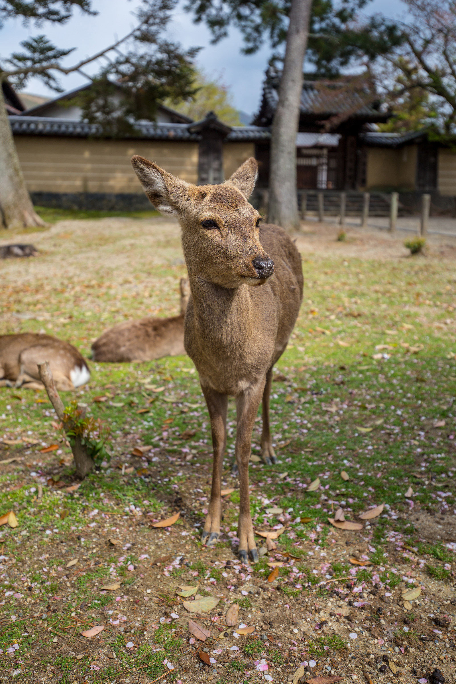 Cervo, parco di Nara