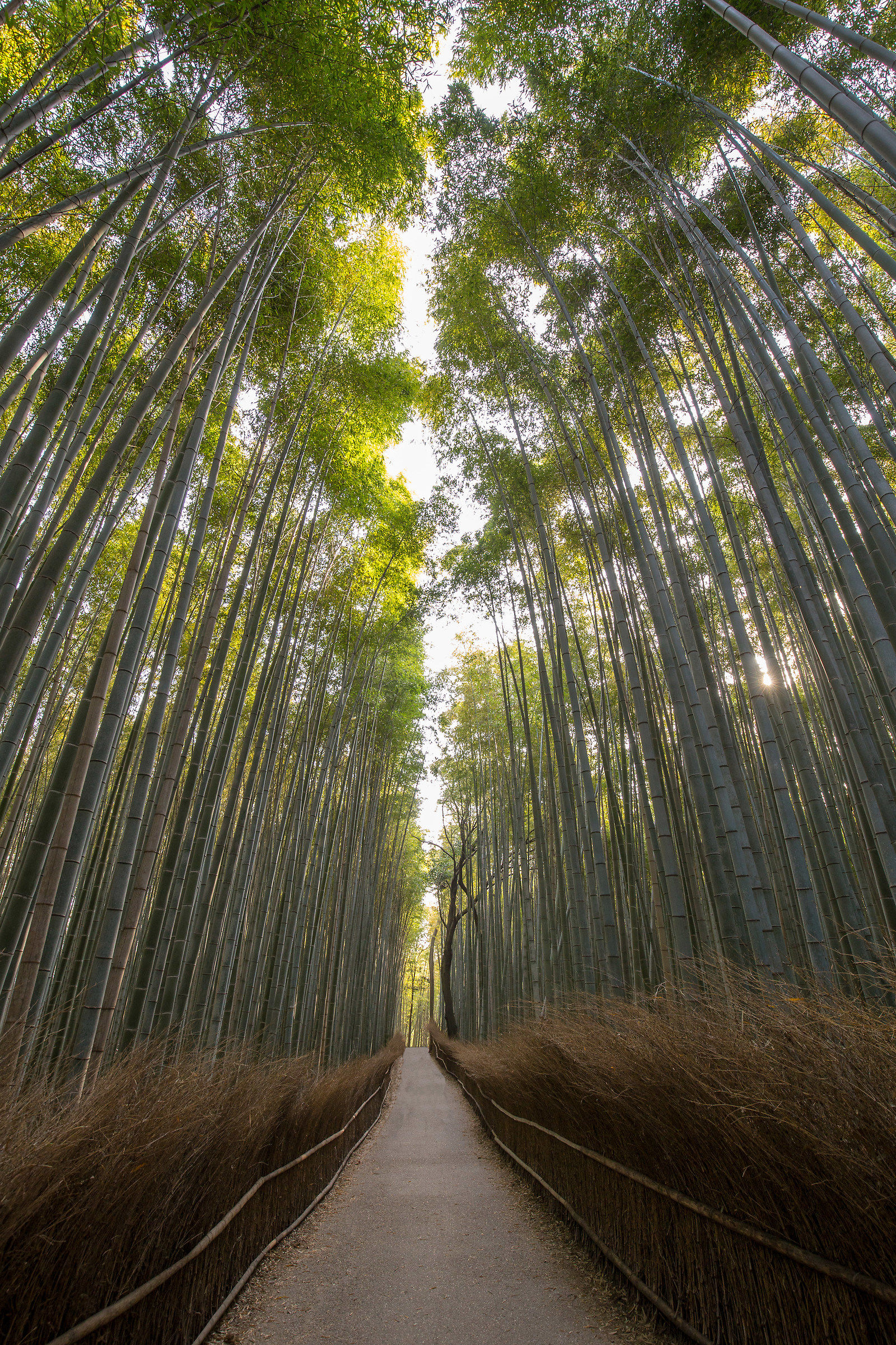 Foresta di bambù di Arashiyama