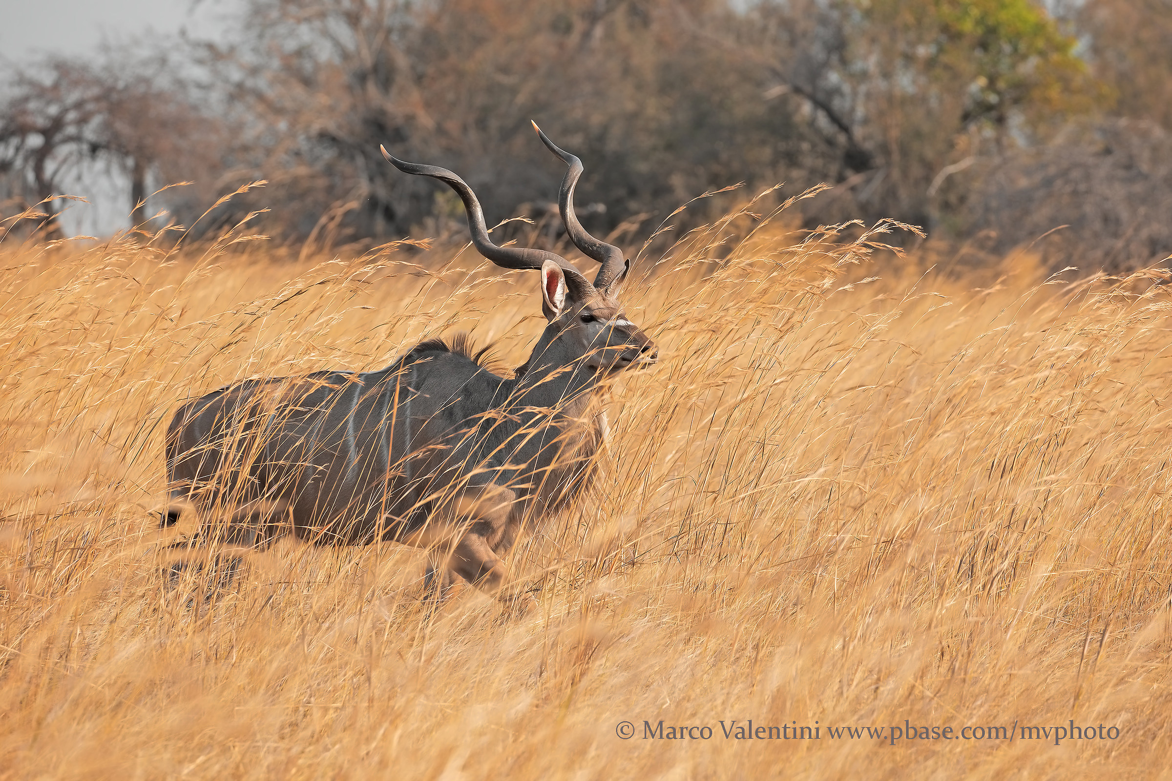 The people of the grass