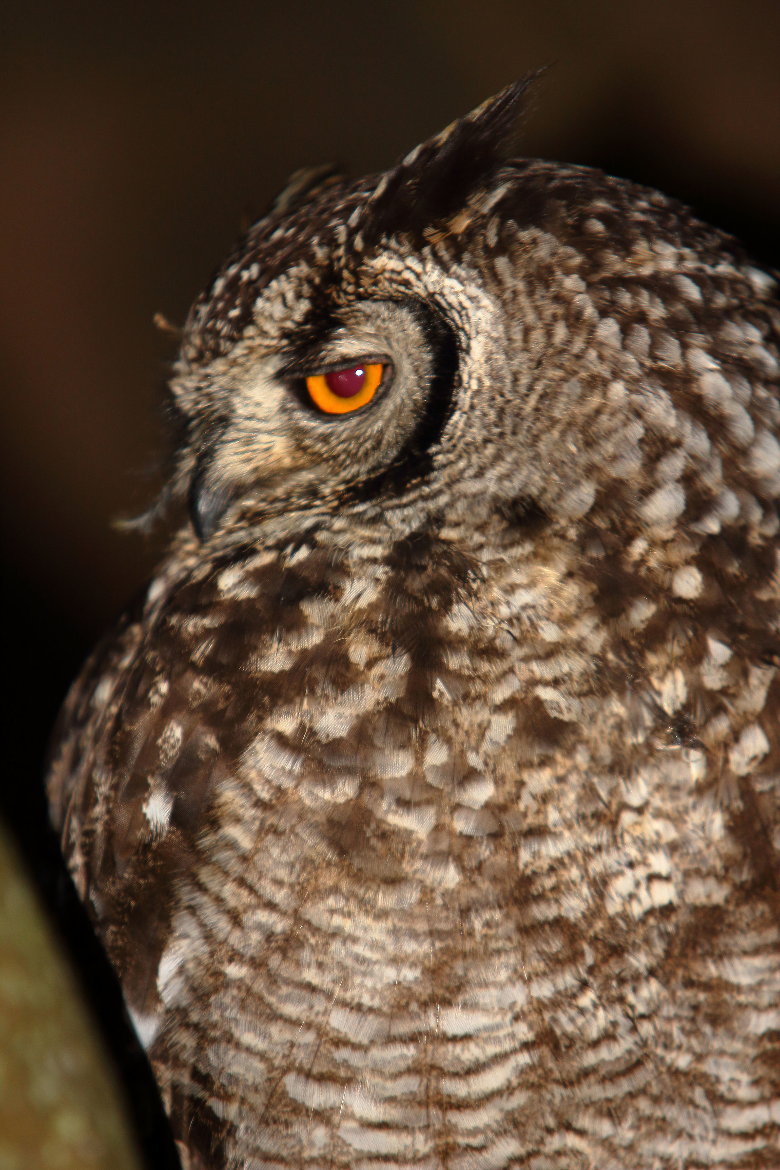 The King of the Night