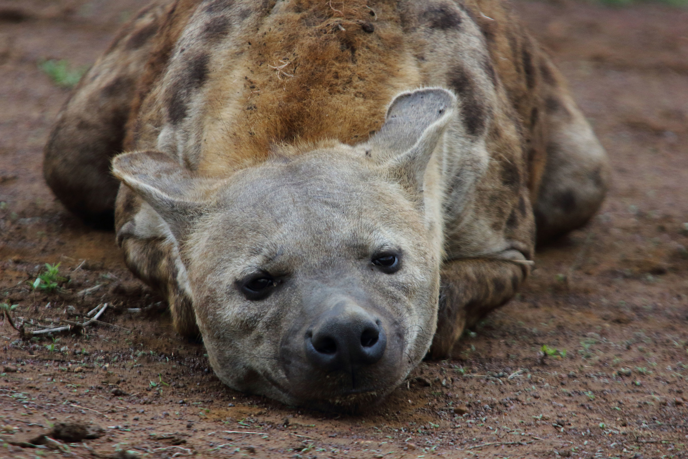 What a beard, how boring!