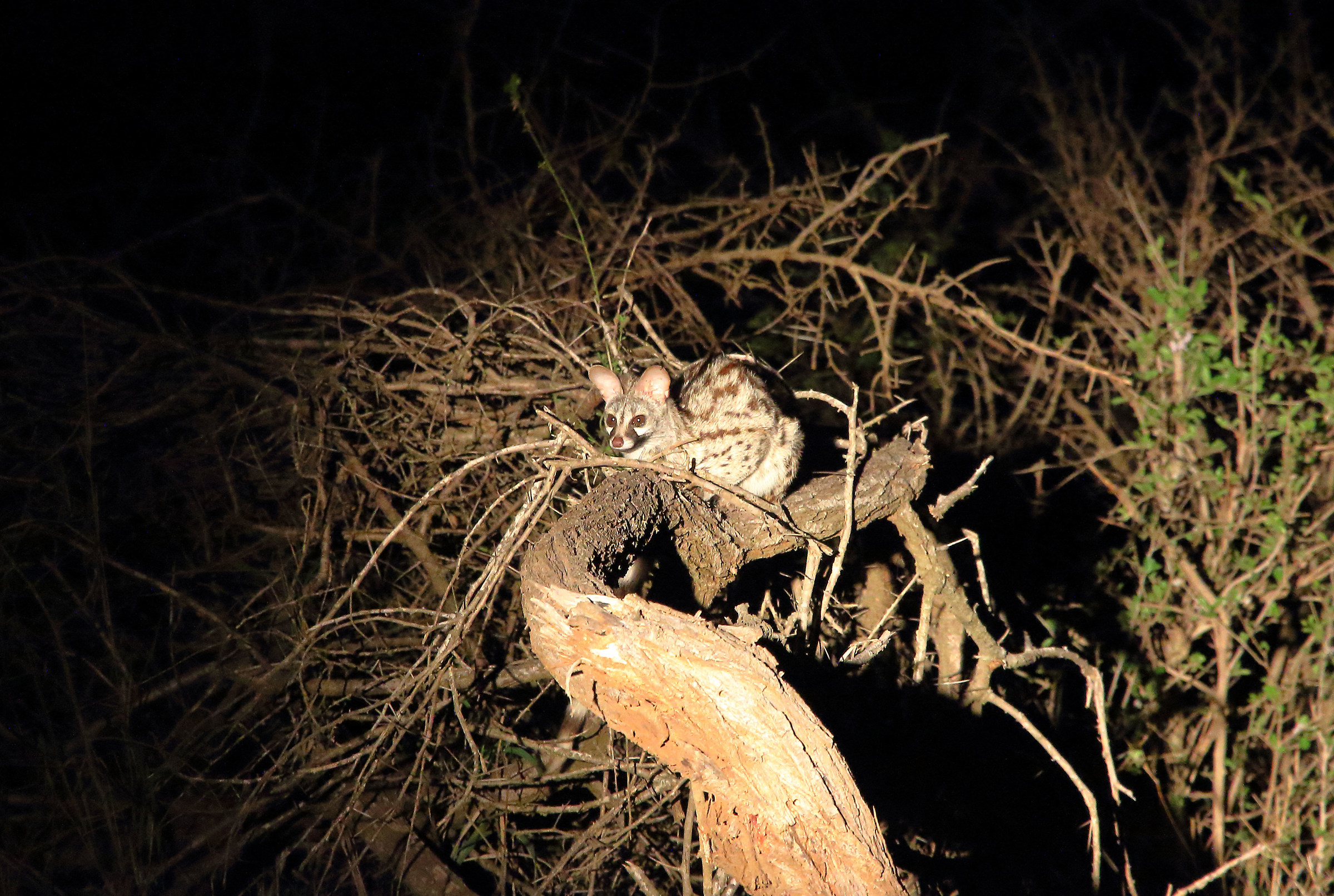 Pure de night? Genetta