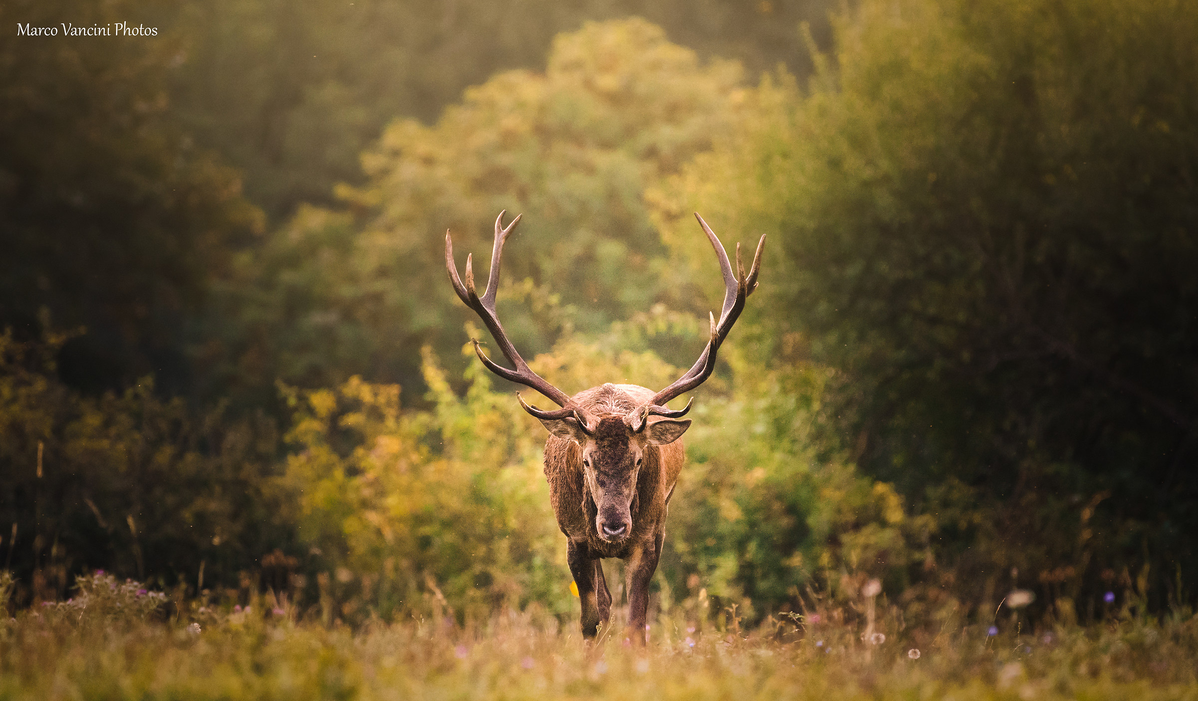 all'alba con il cervo