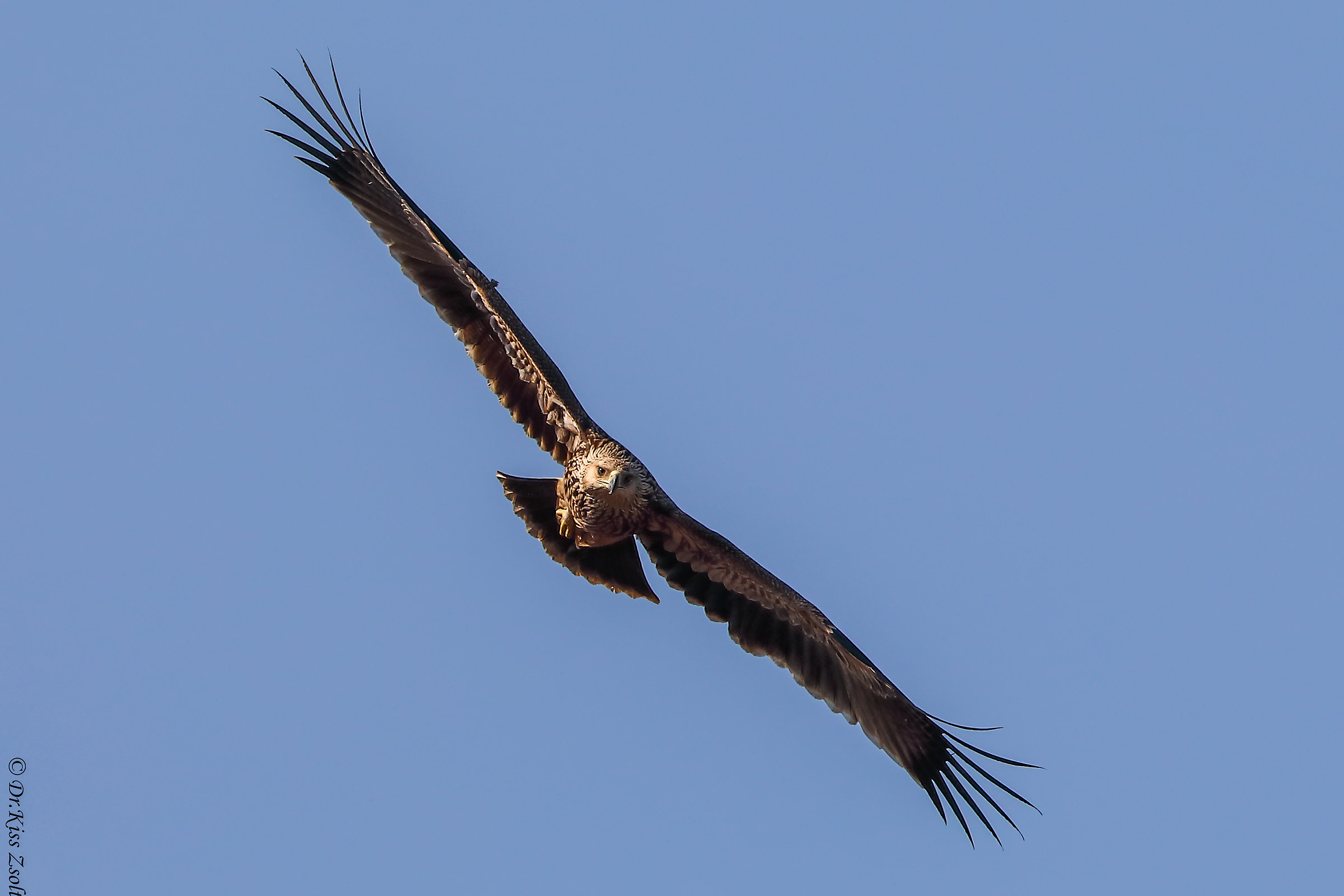 Aquila d'avvicinamento