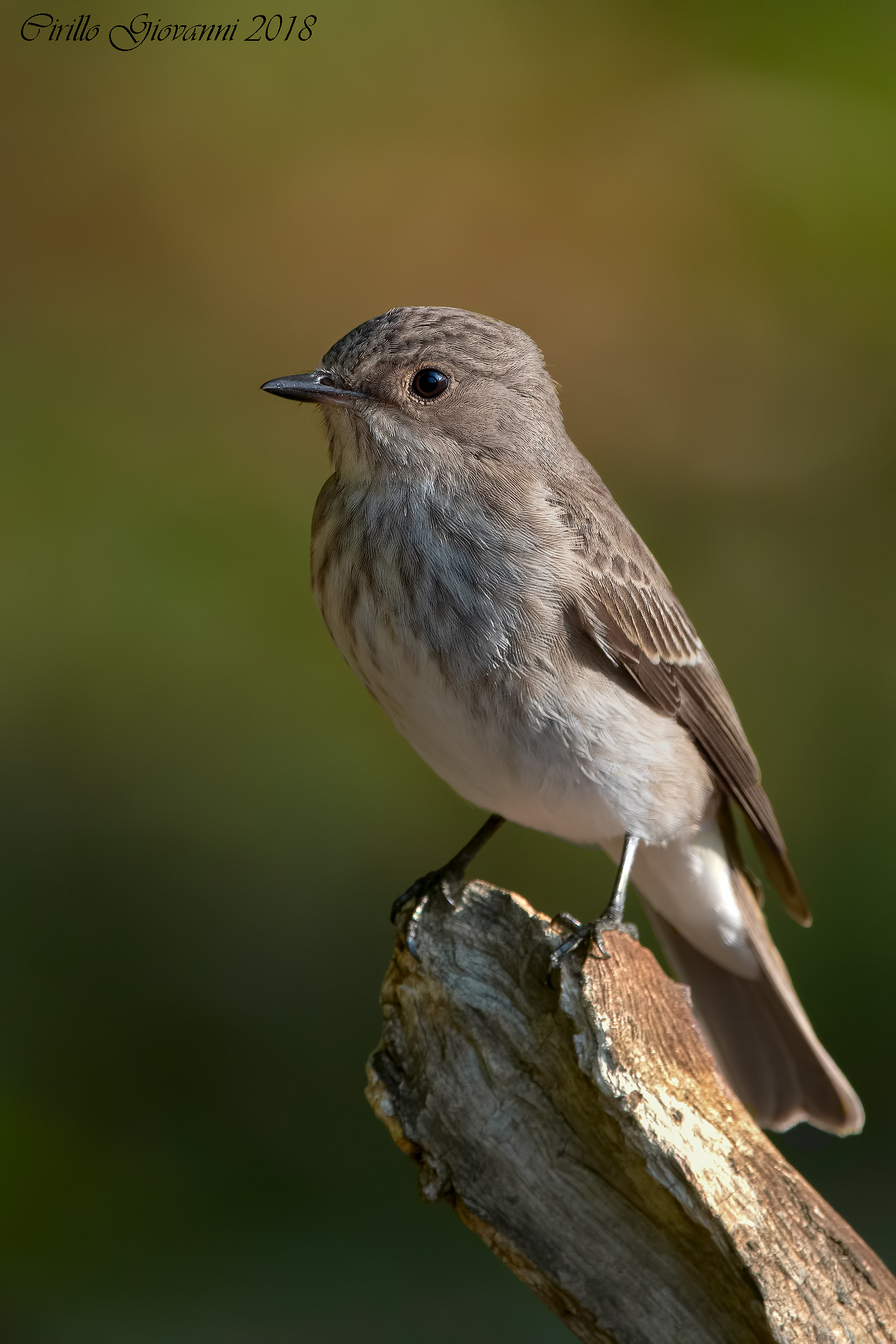 un nuovo ospite al mio capanno Pigliamosche .....
