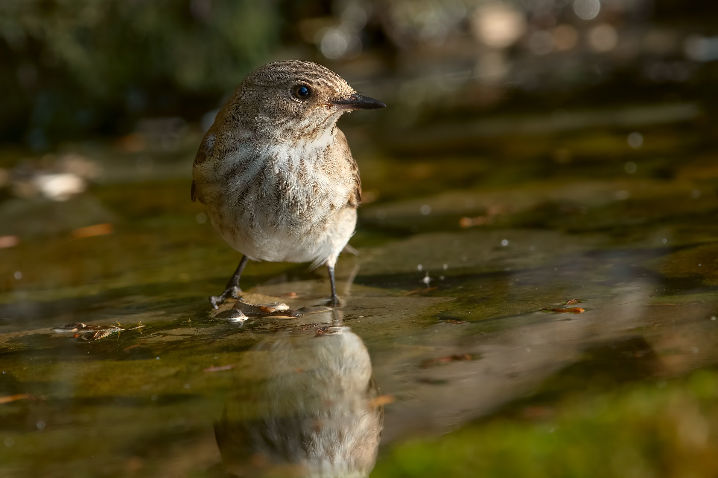 Pigliamosche al bagno
