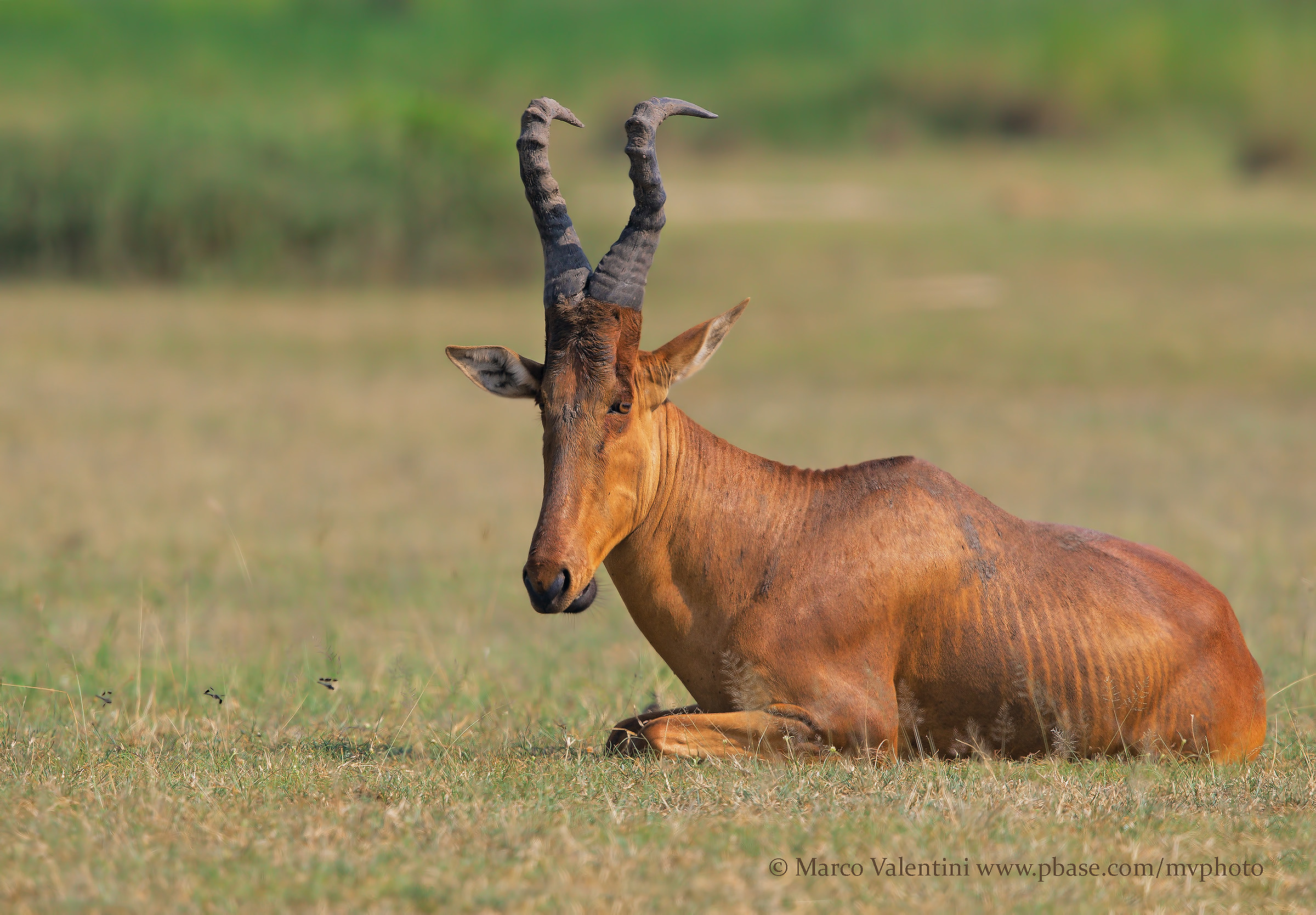 Una maschera africana