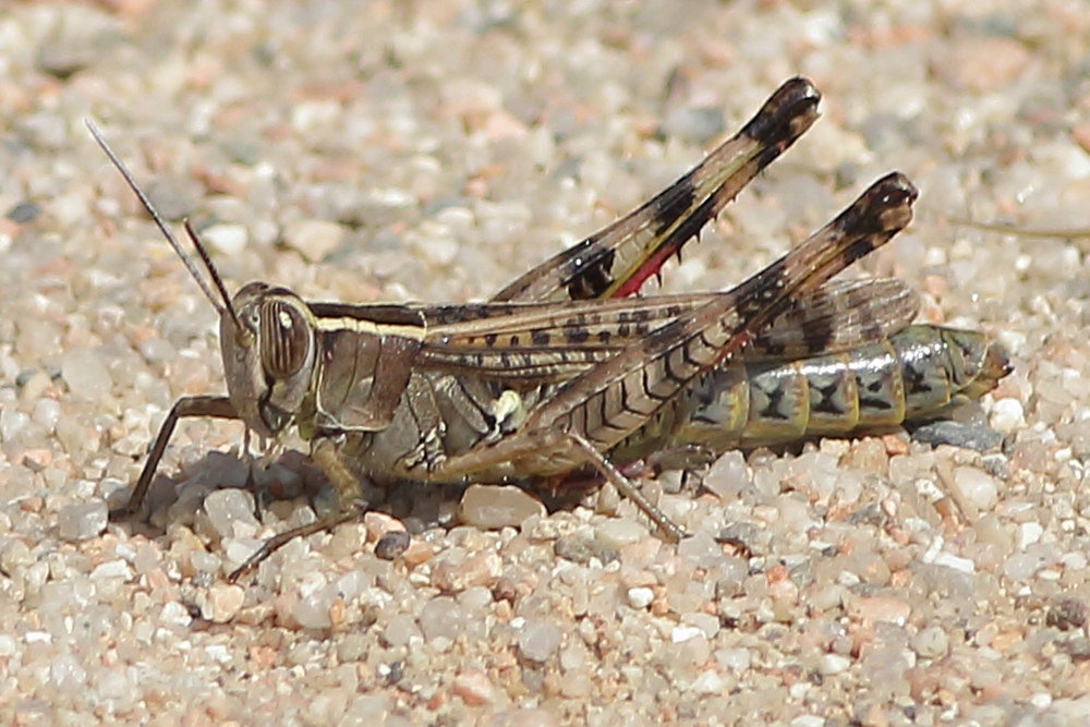 cavalletta minuscola
