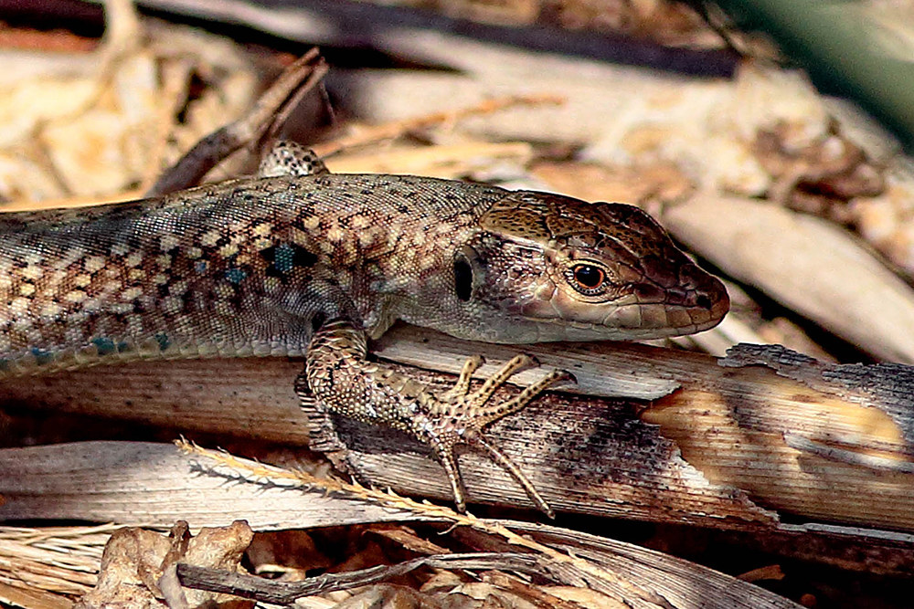 Lucertola muraiola