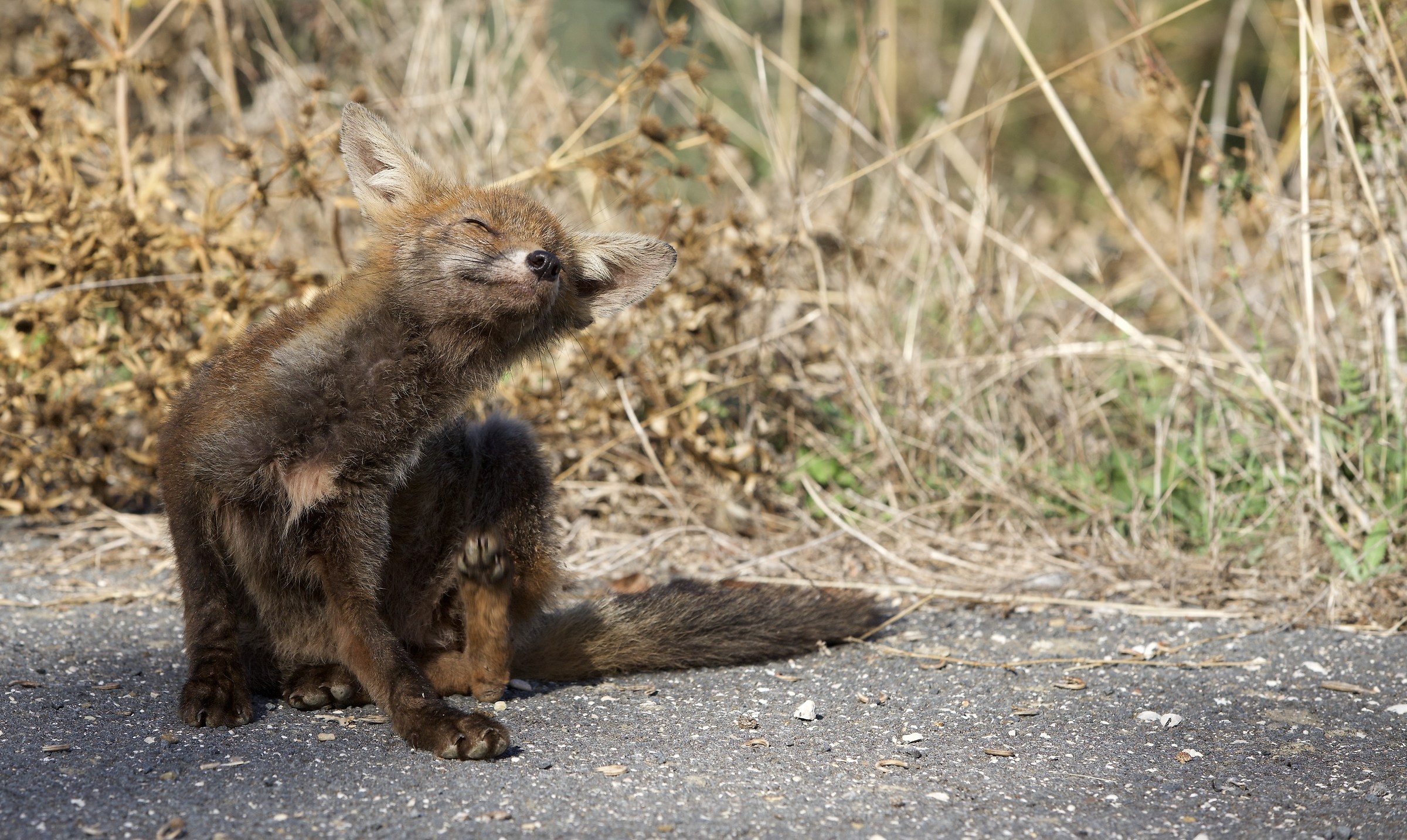 Tolfa Mounts male Fox