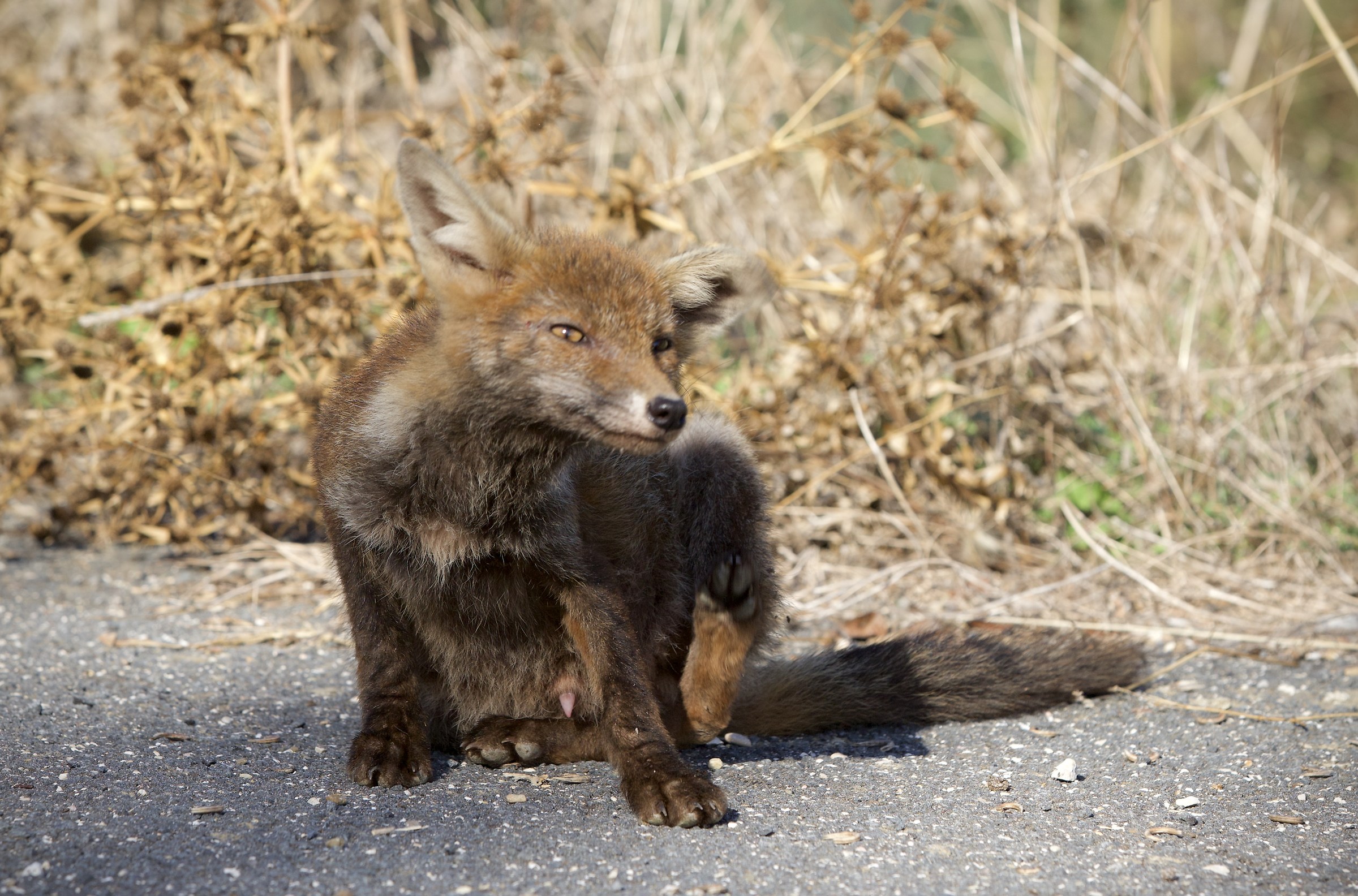 Tolfa Mounts male Fox