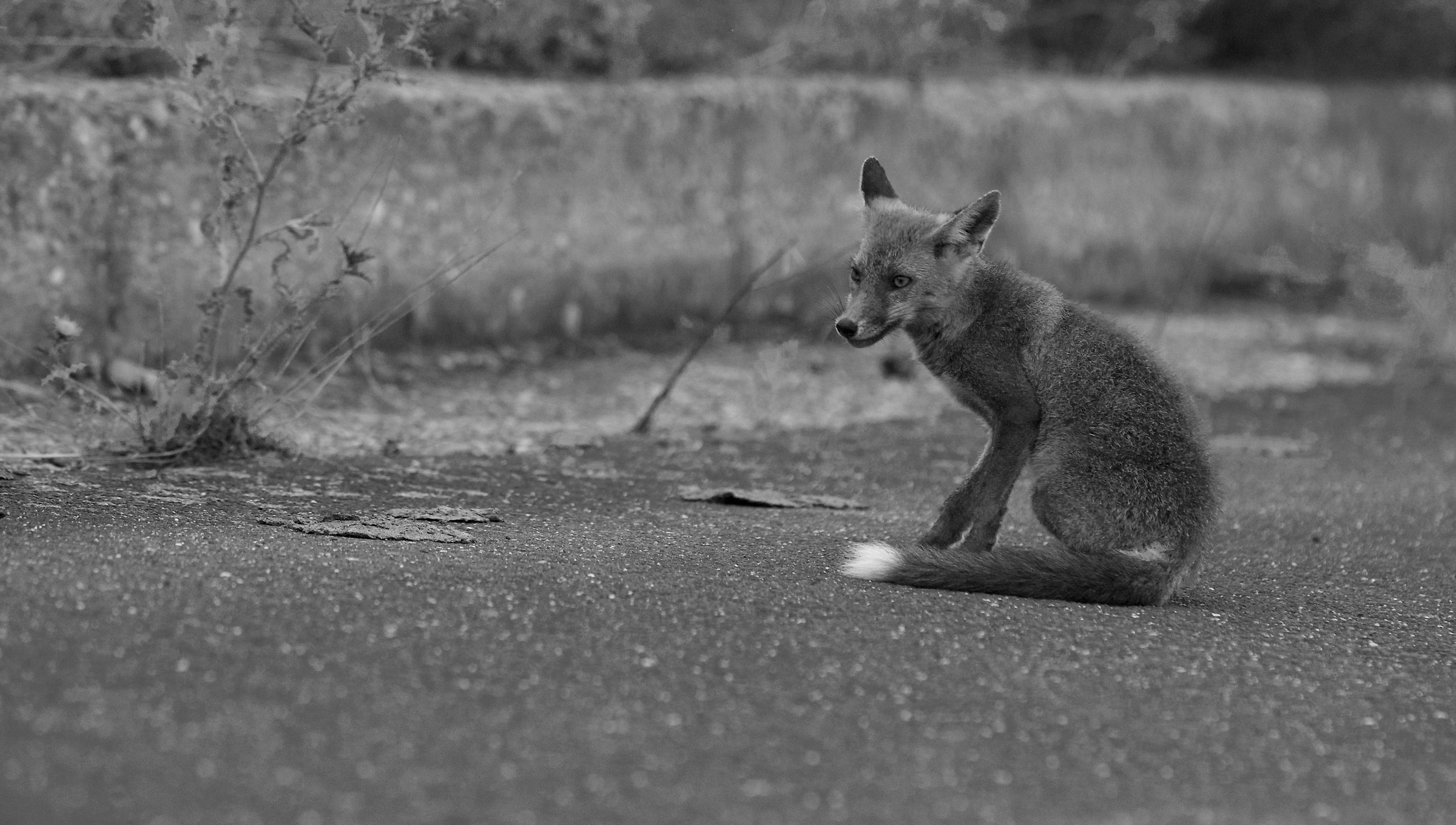 Tolfa Mounts male Fox