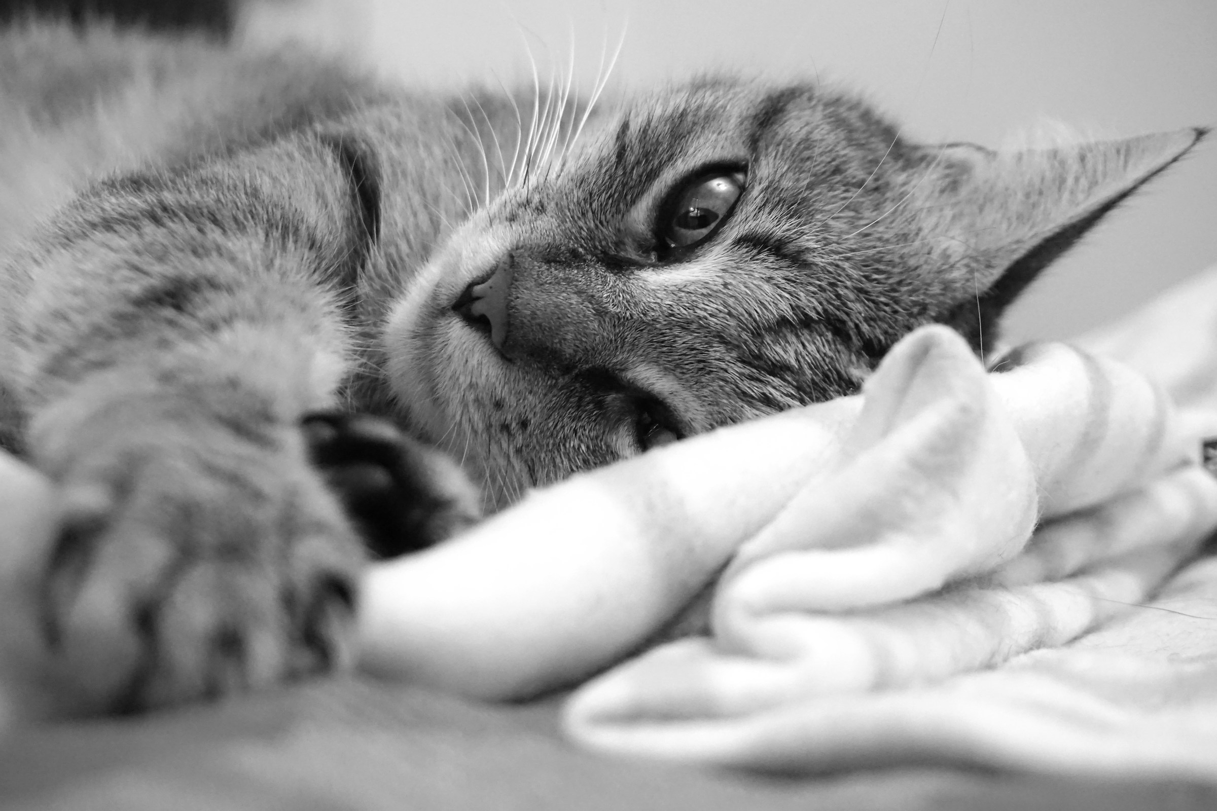 Il buongiorno si vede dal mattino