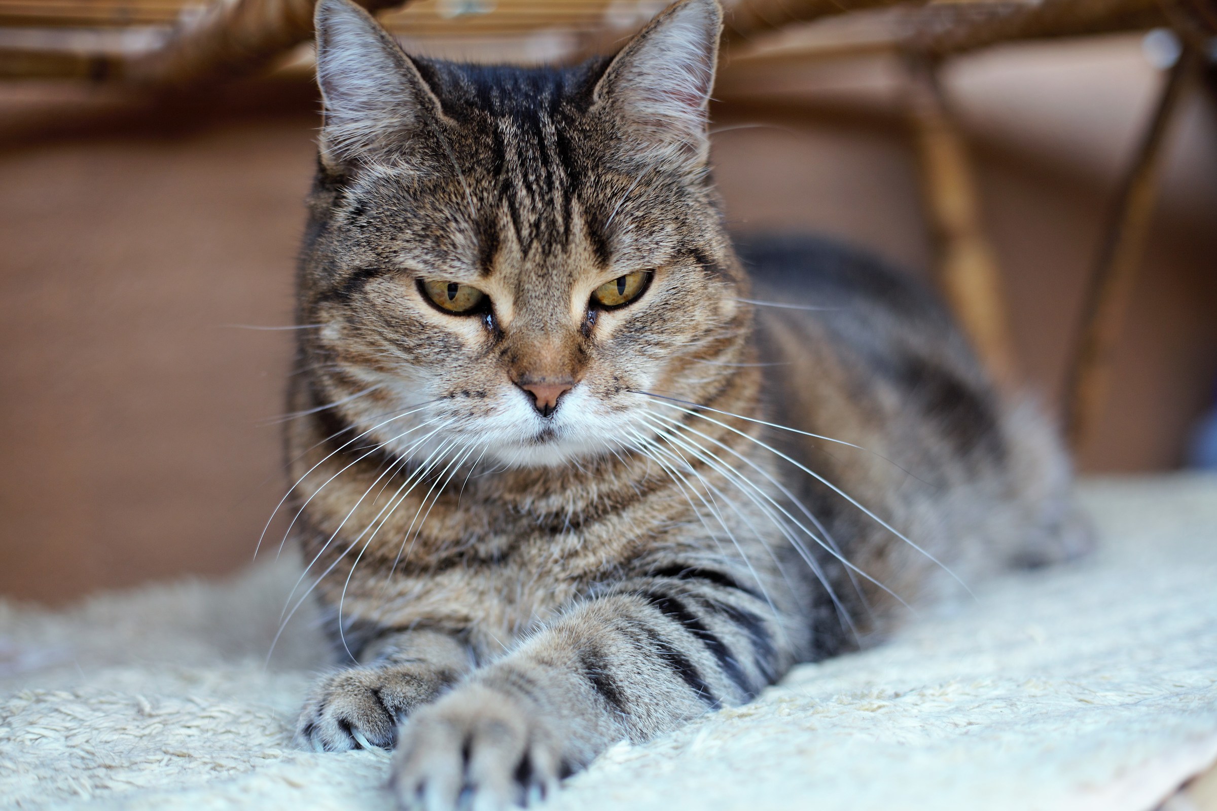 The Cat