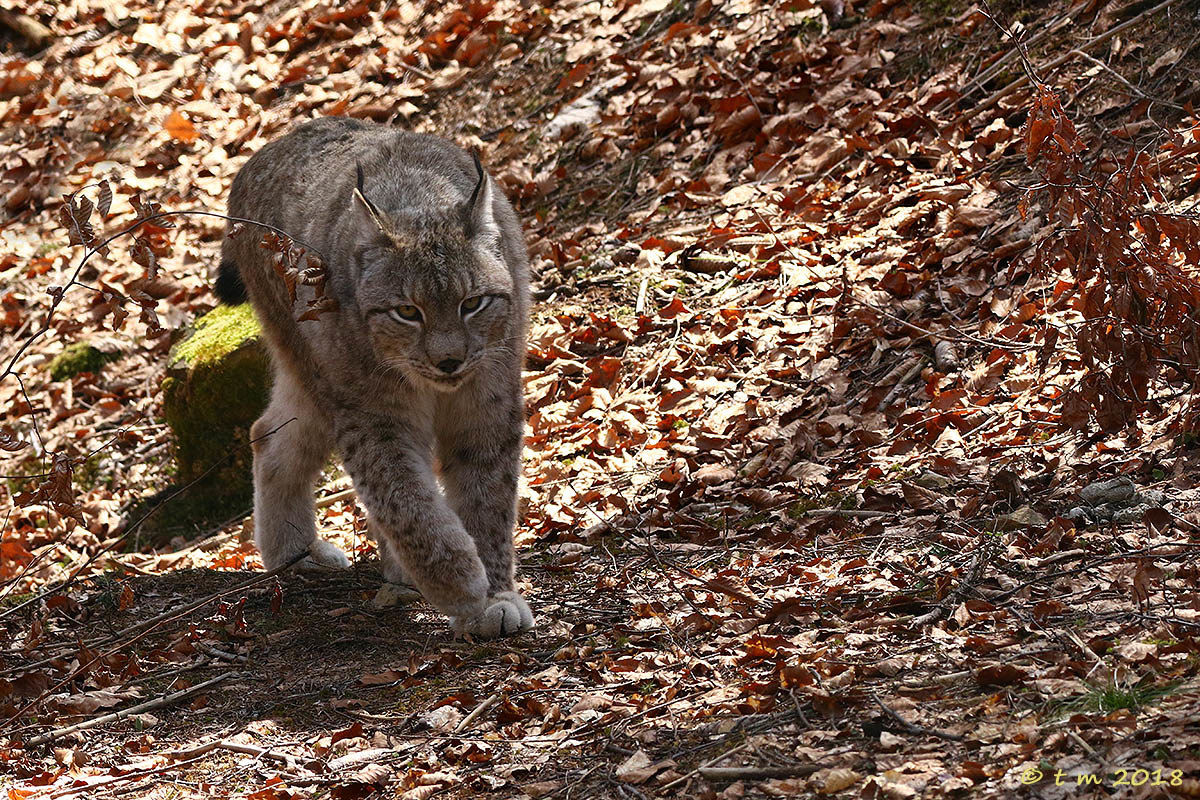 Among the dead leaves