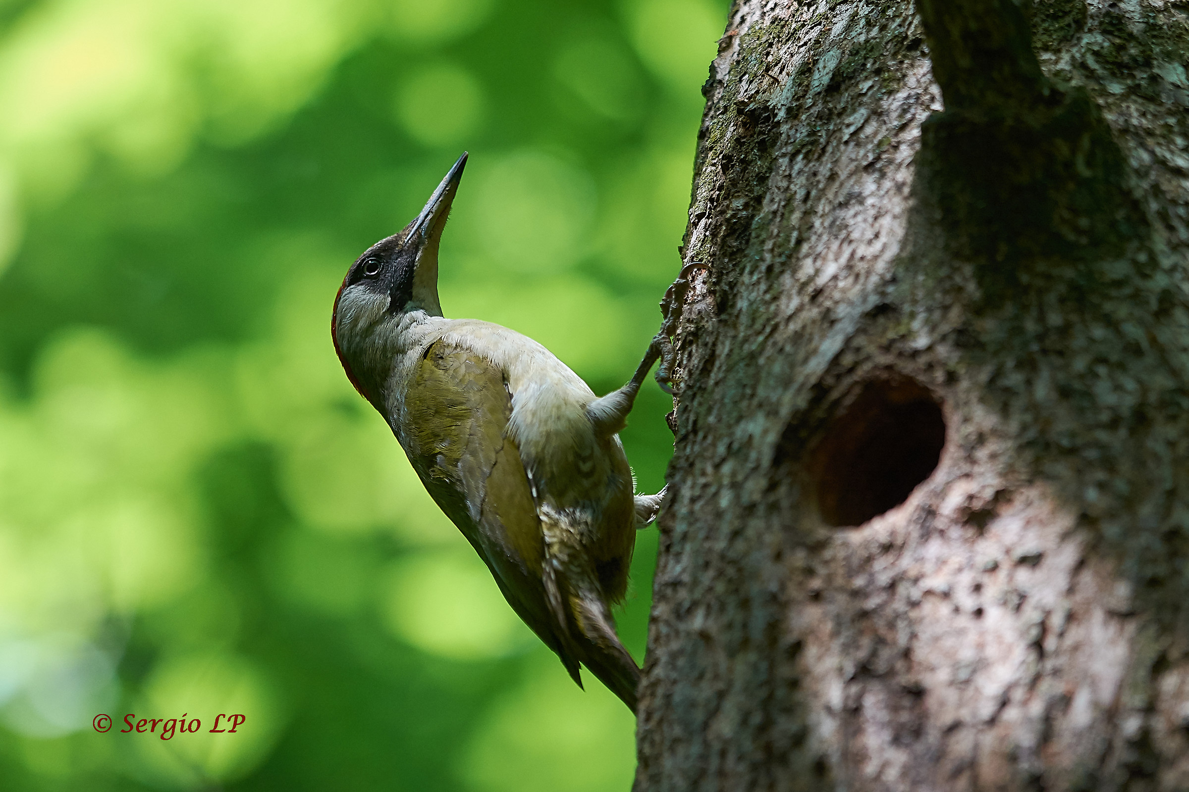 To the nest in the woods