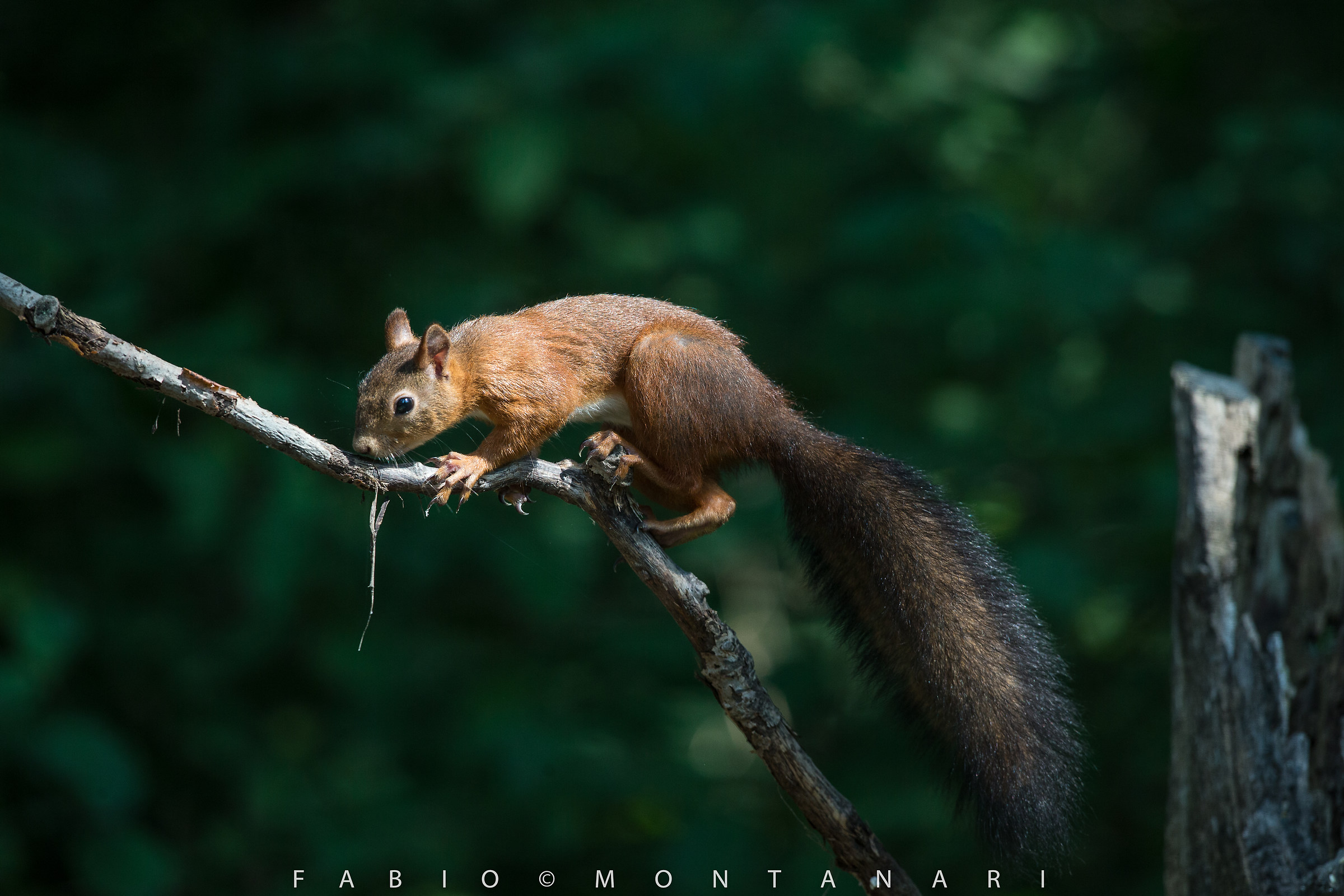 Red squirrel