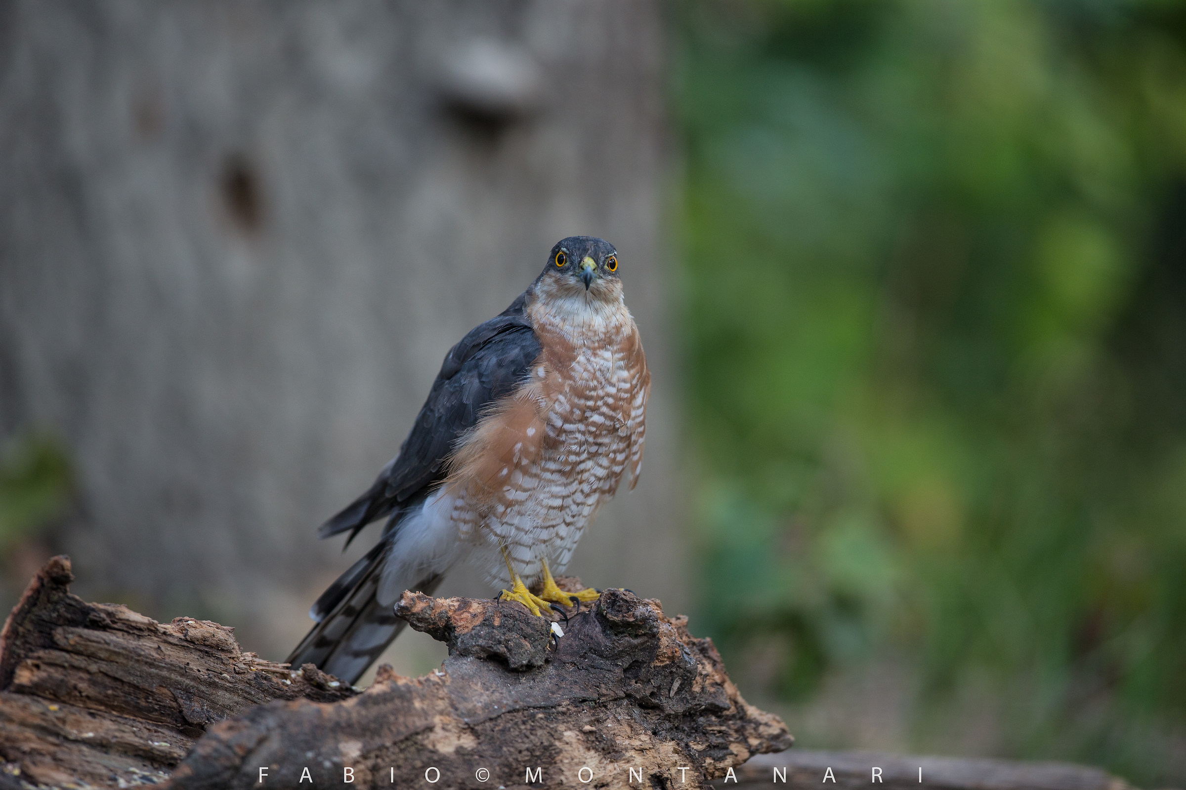 Male Sparrowhawk