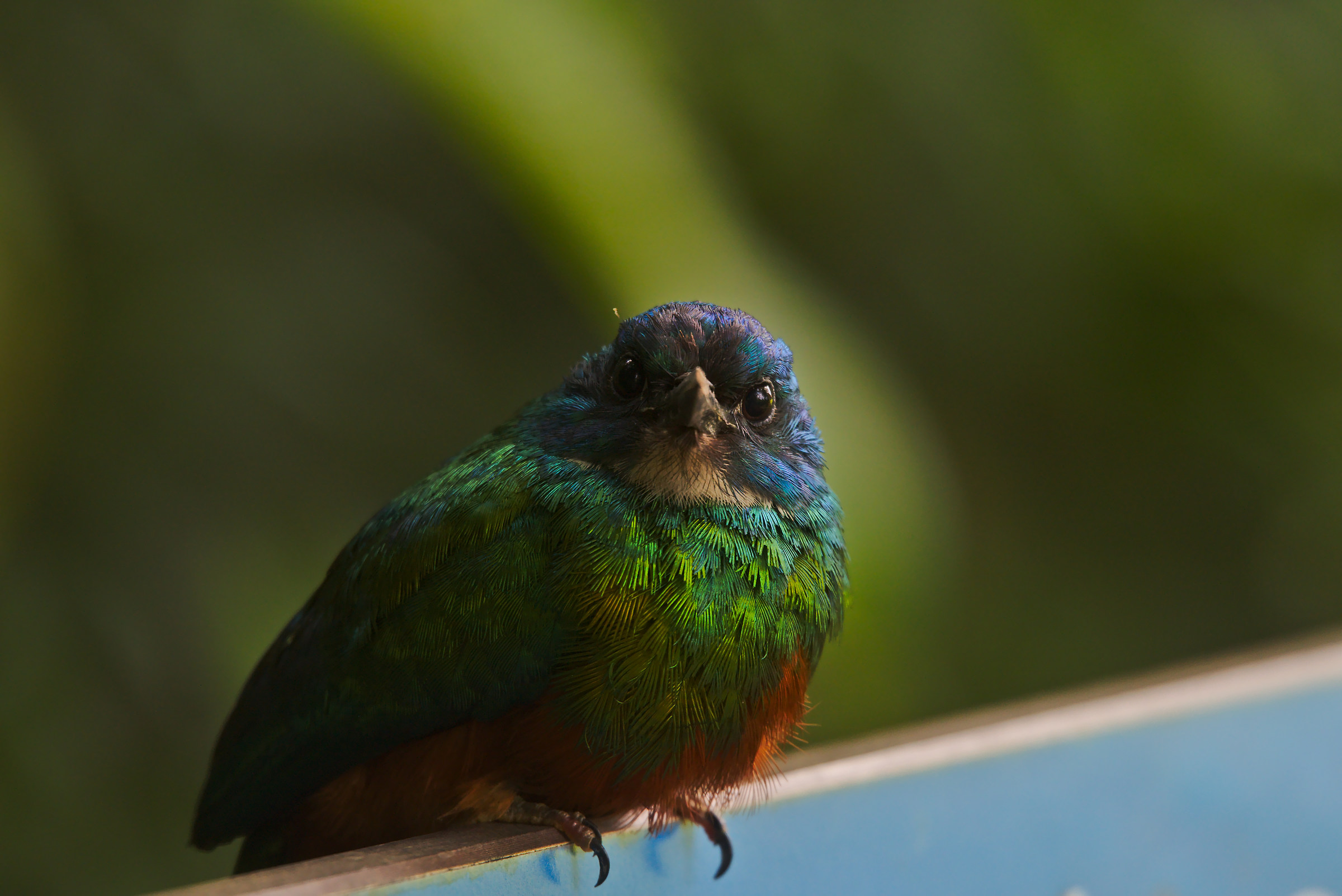 Jacamar Vert