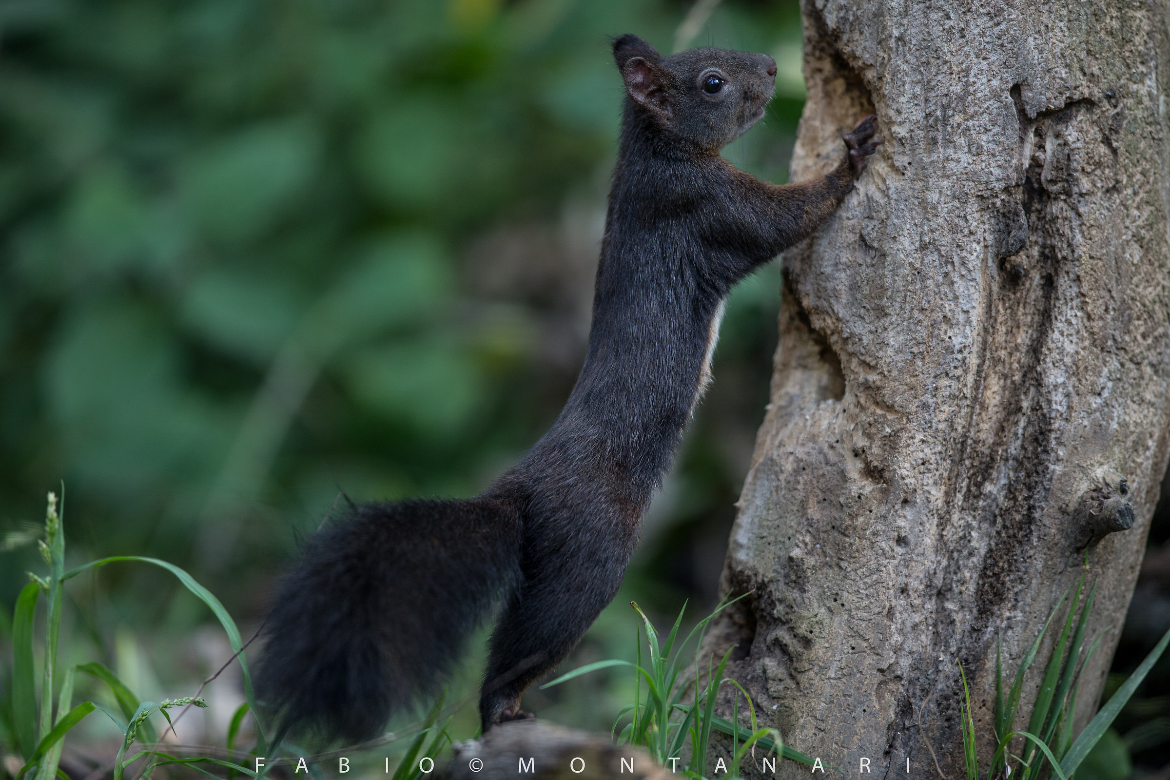 Black Squirrel